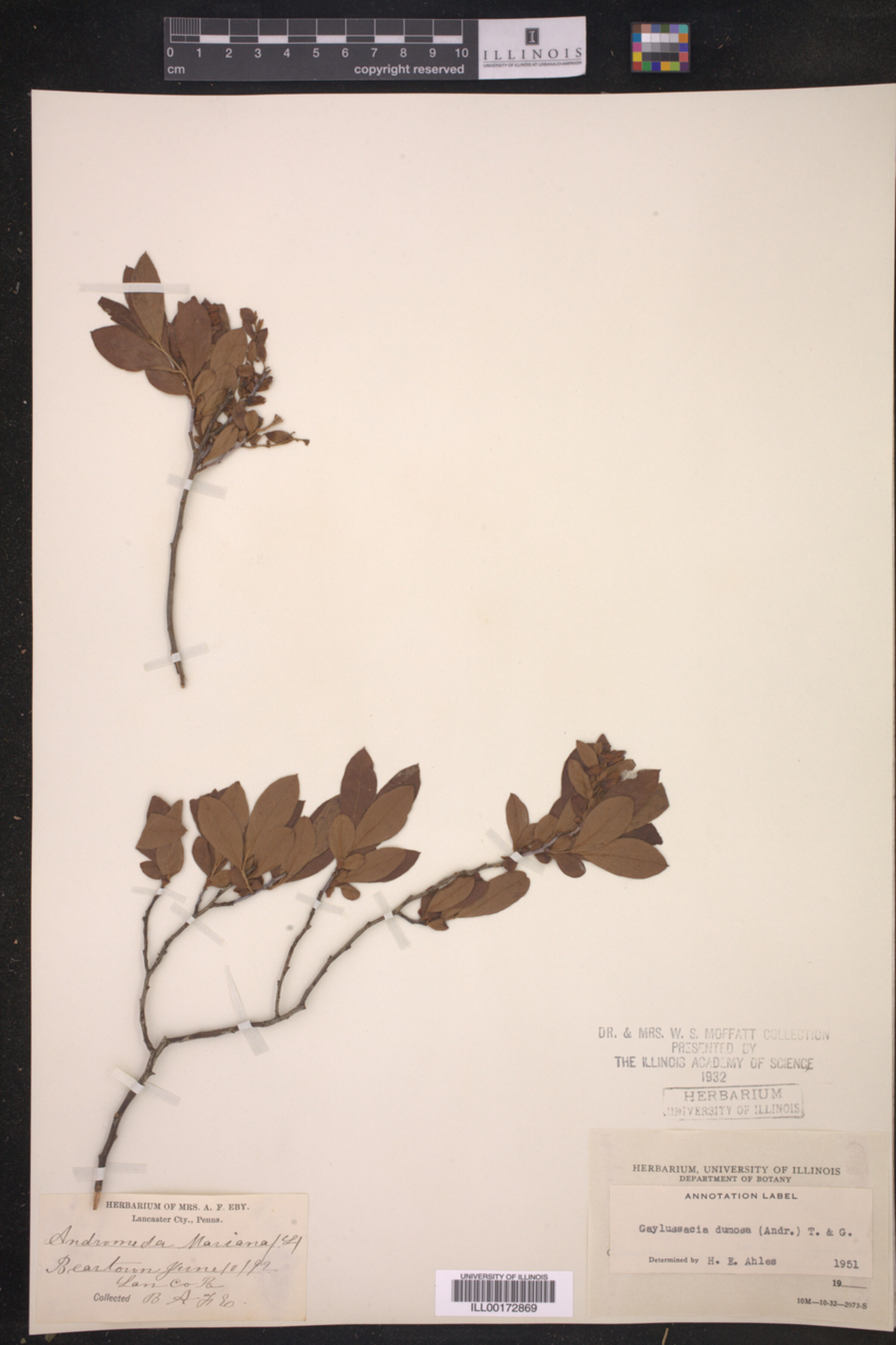 Gaylussacia dumosa image