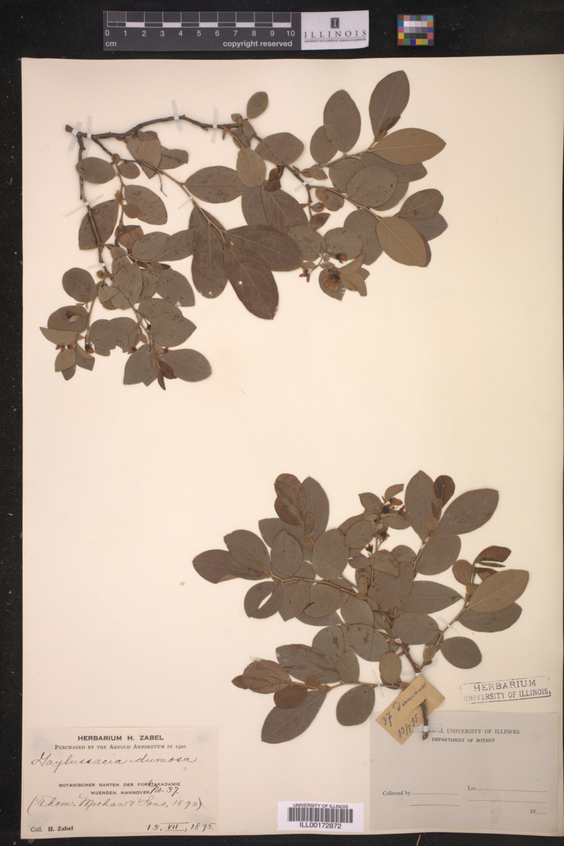 Gaylussacia dumosa image