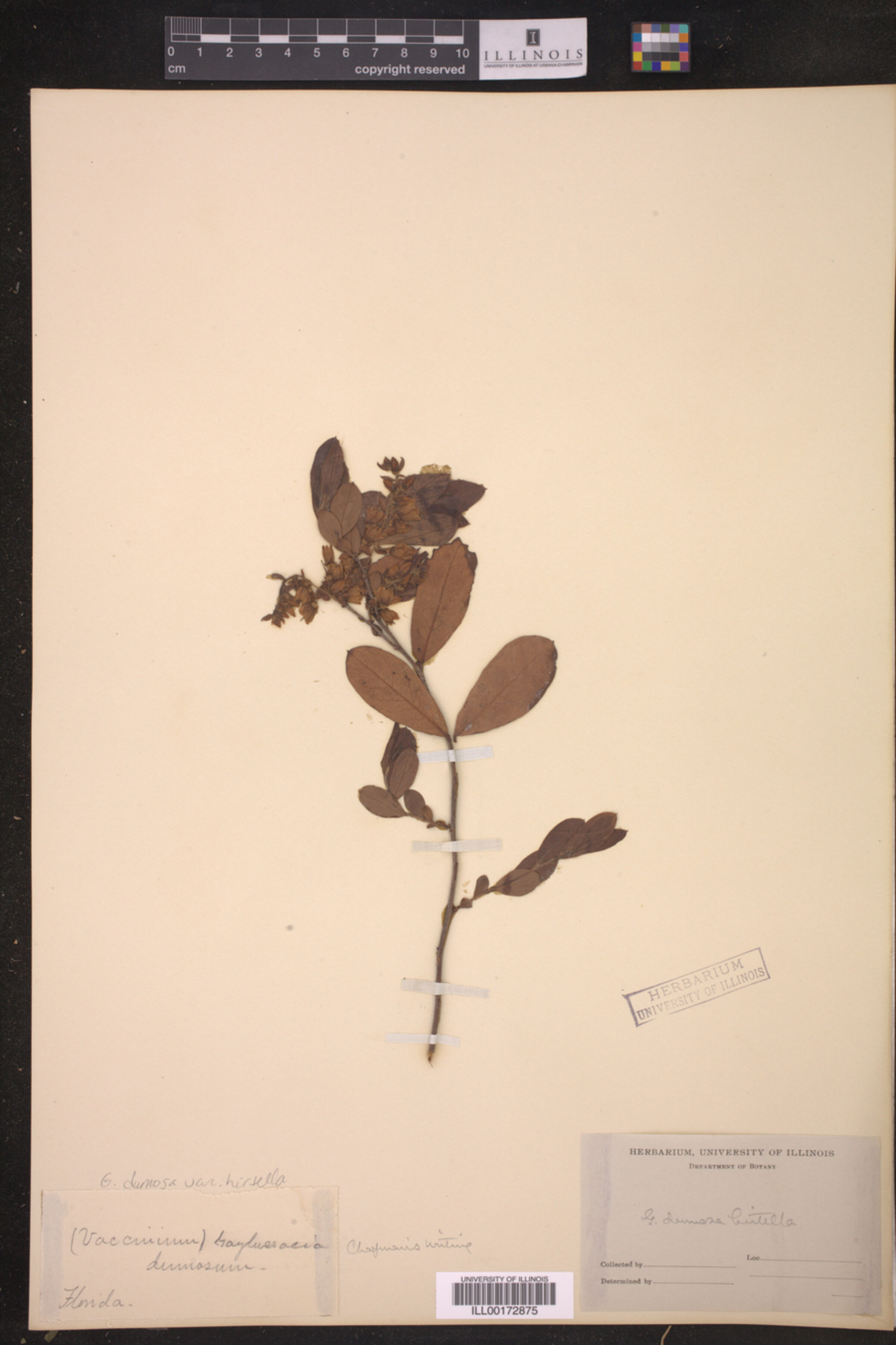 Gaylussacia dumosa var. hirtella image