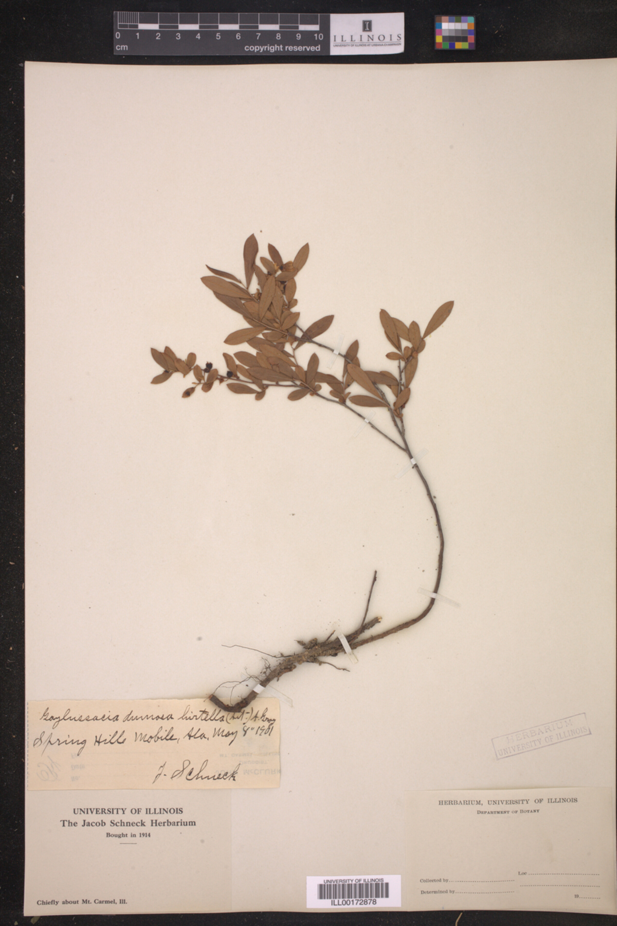 Gaylussacia dumosa image