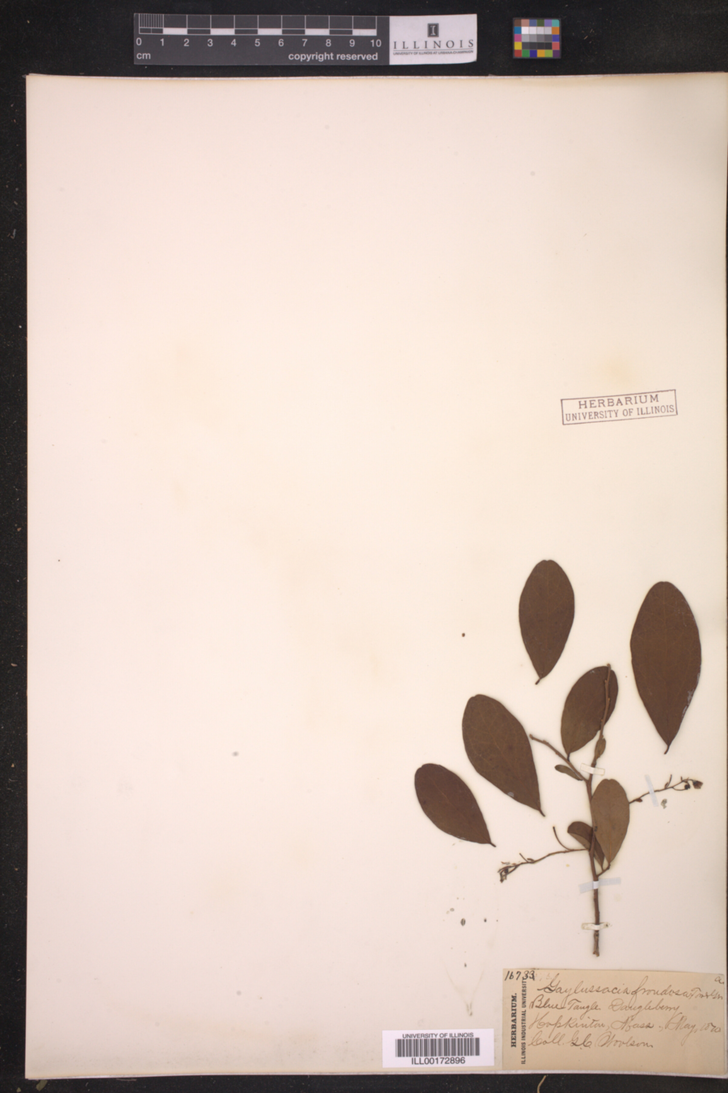 Gaylussacia frondosa image