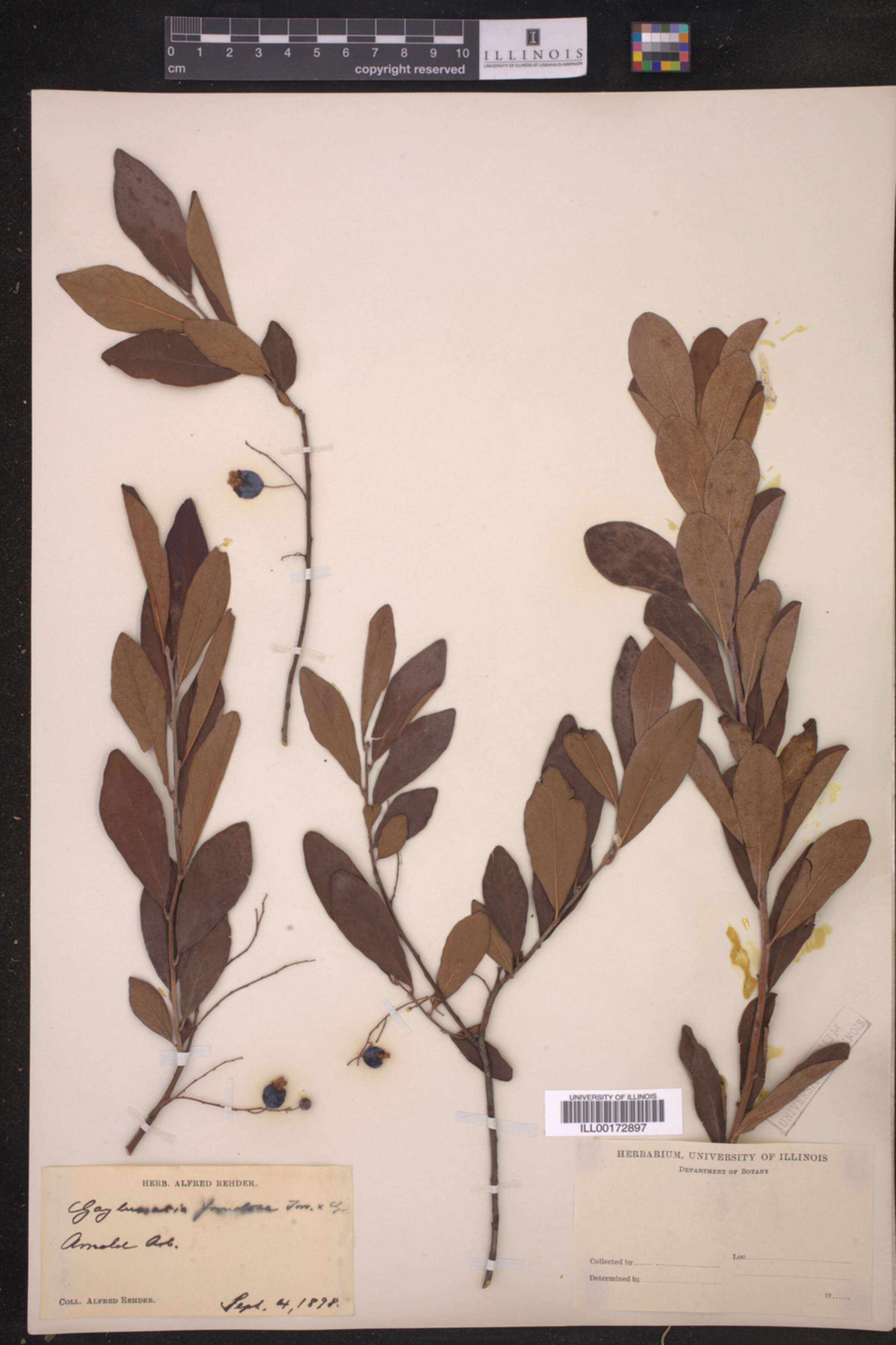 Gaylussacia frondosa image