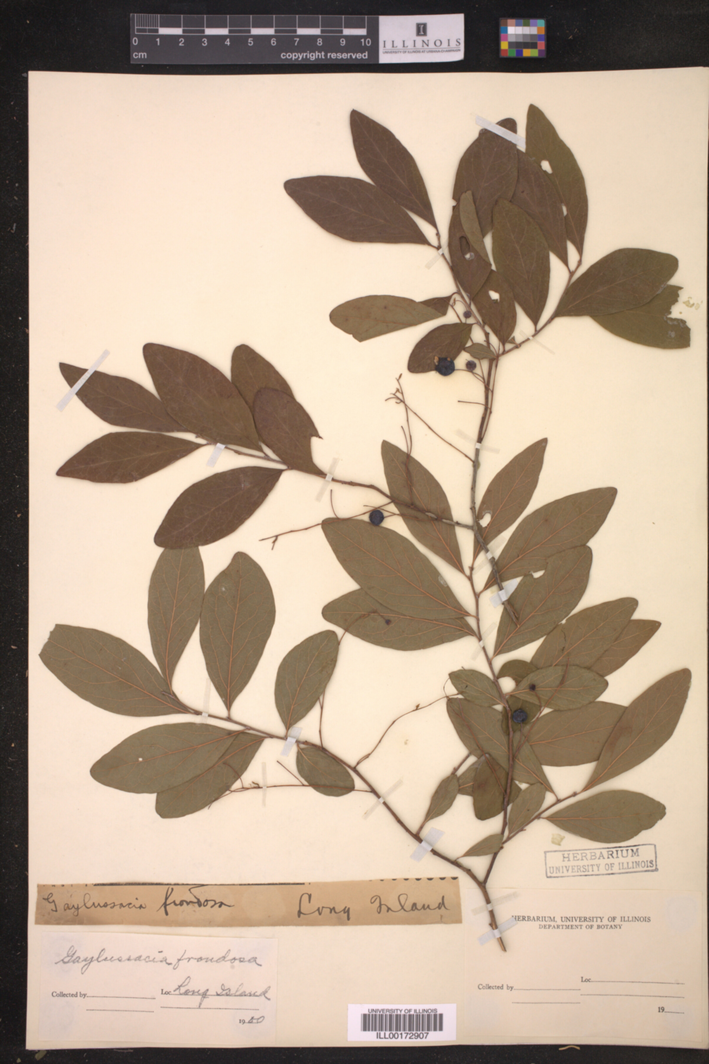 Gaylussacia frondosa image