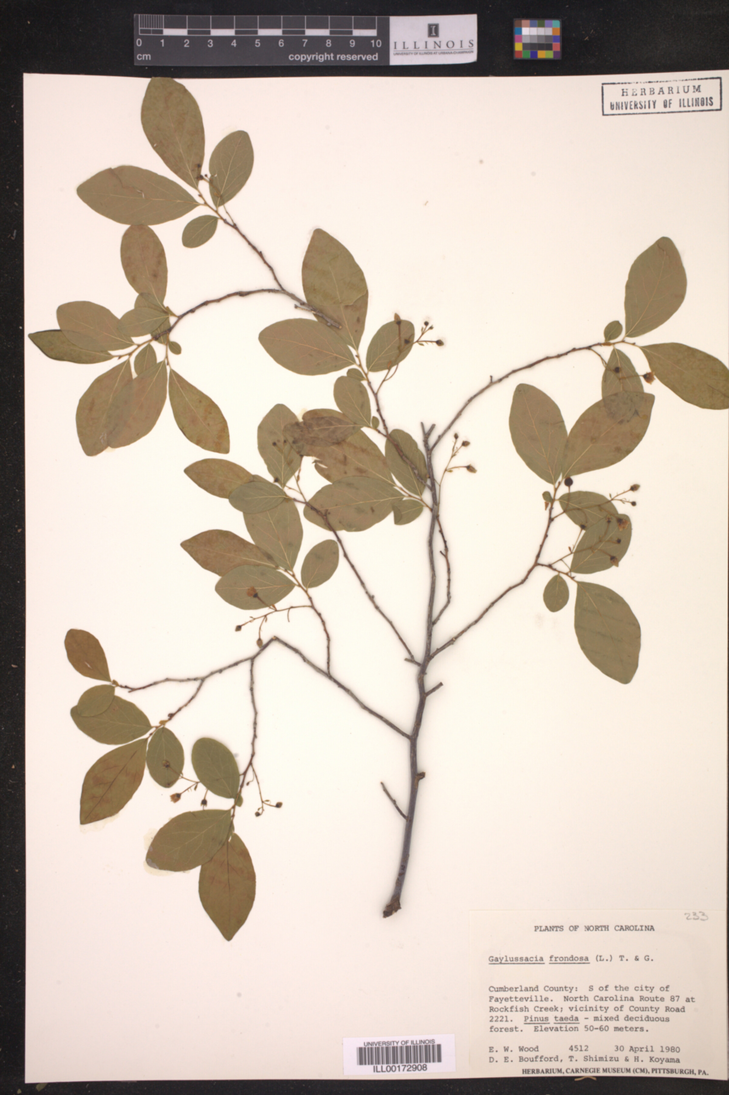 Gaylussacia frondosa image