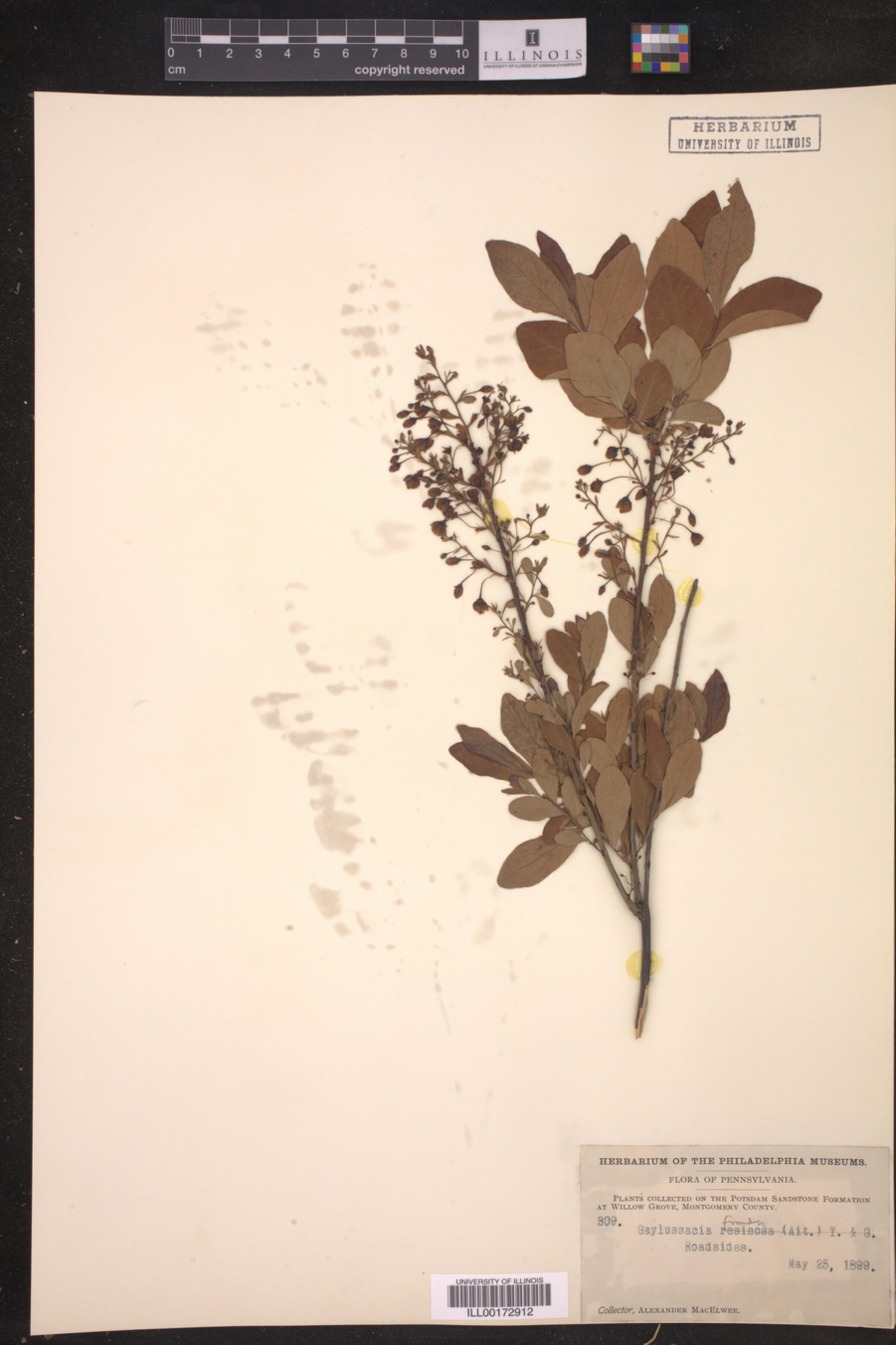 Gaylussacia frondosa image