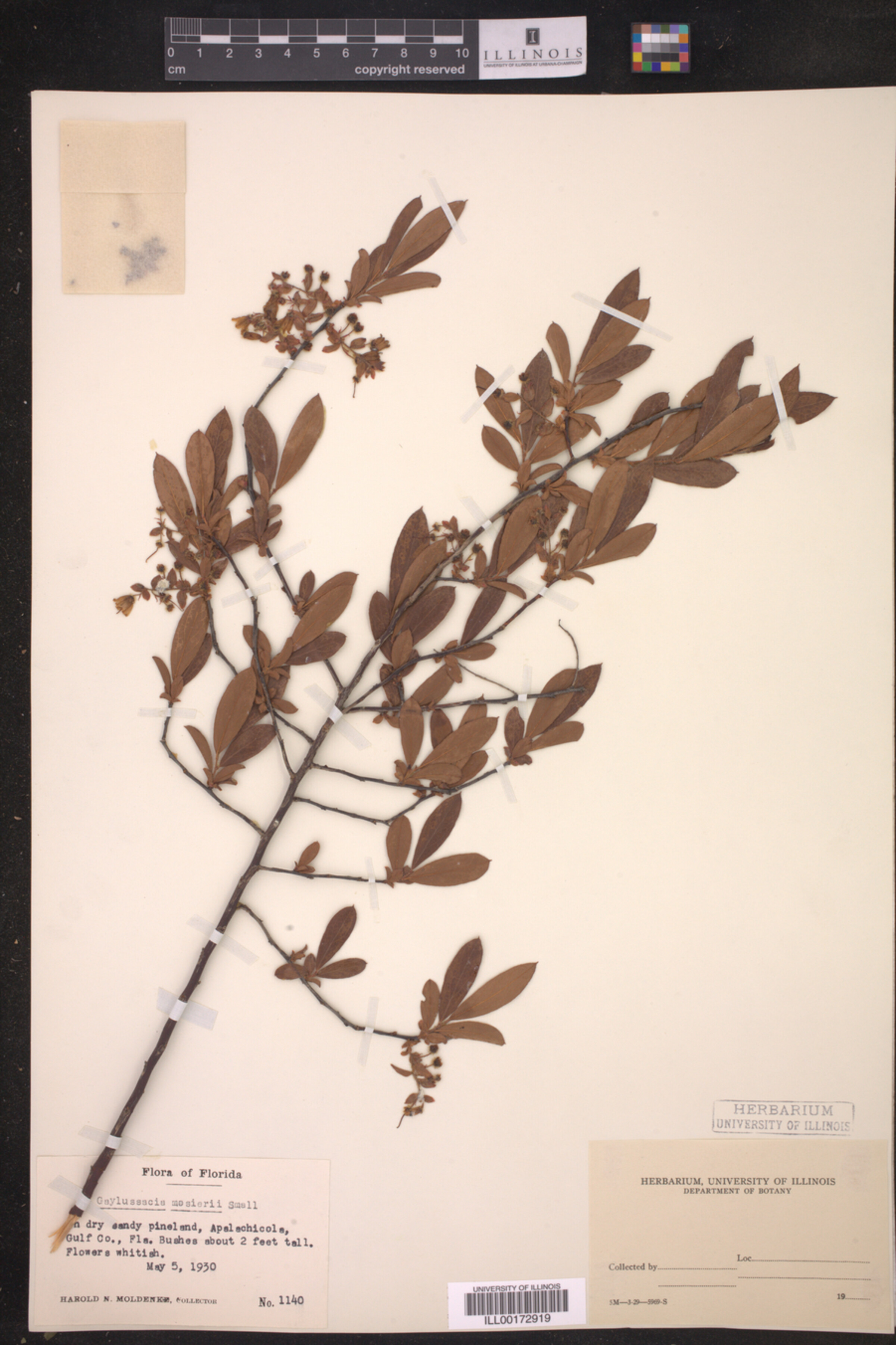 Gaylussacia mosieri image