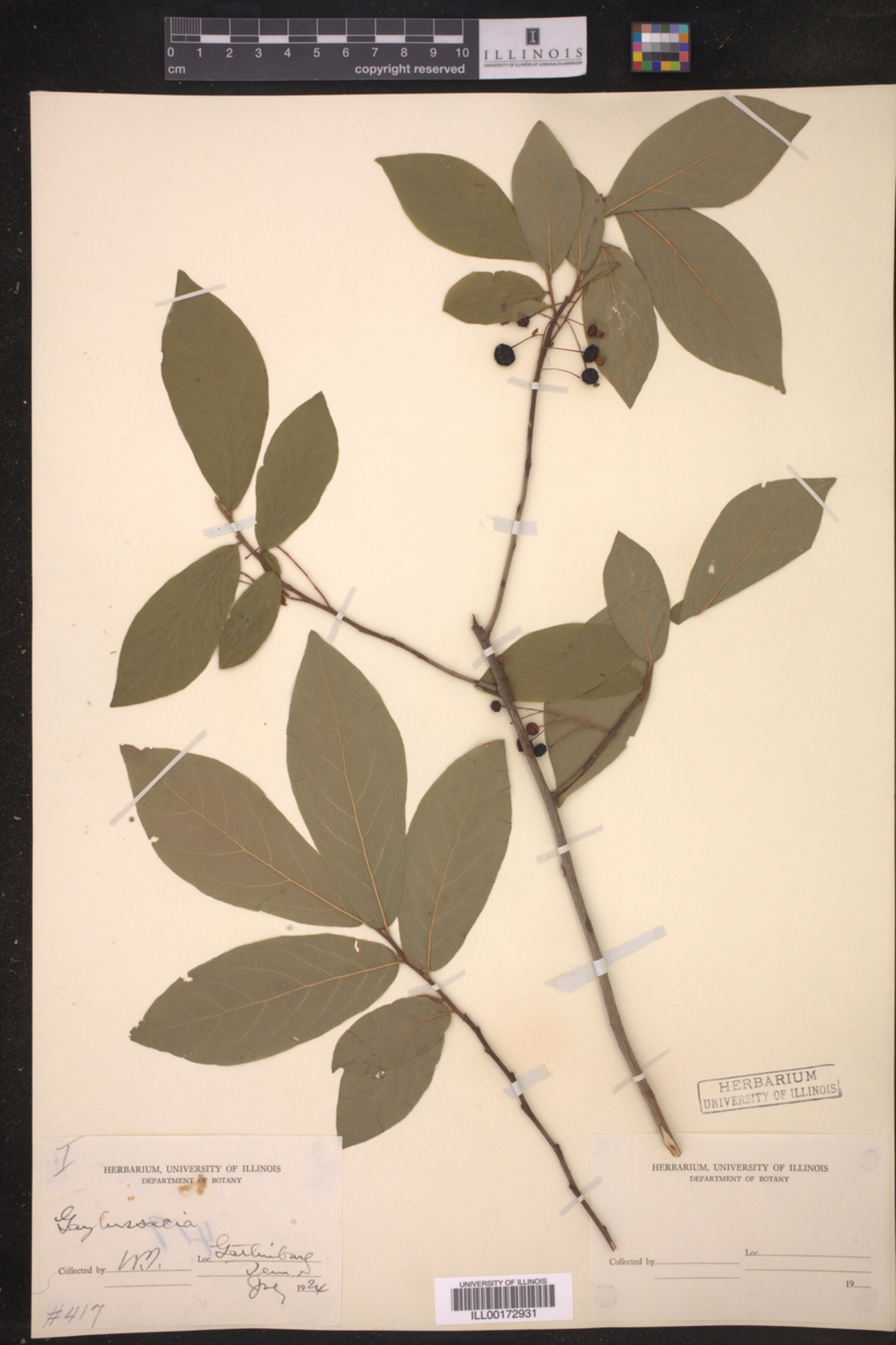 Gaylussacia ursina image