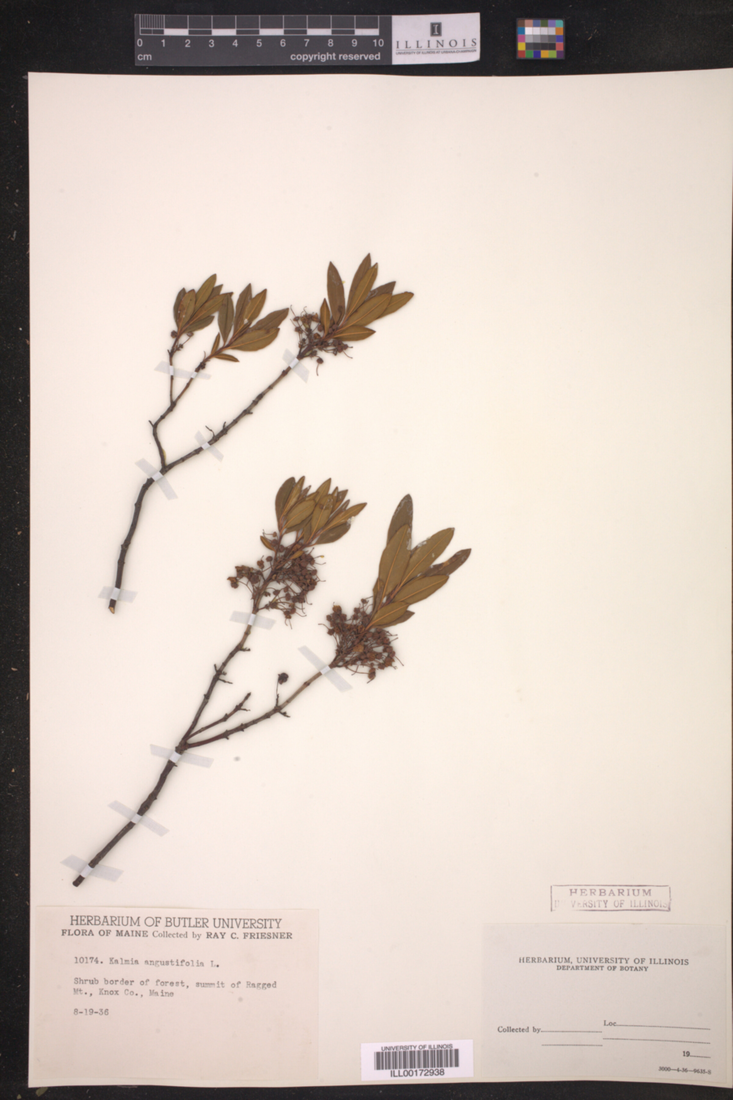 Kalmia angustifolia image