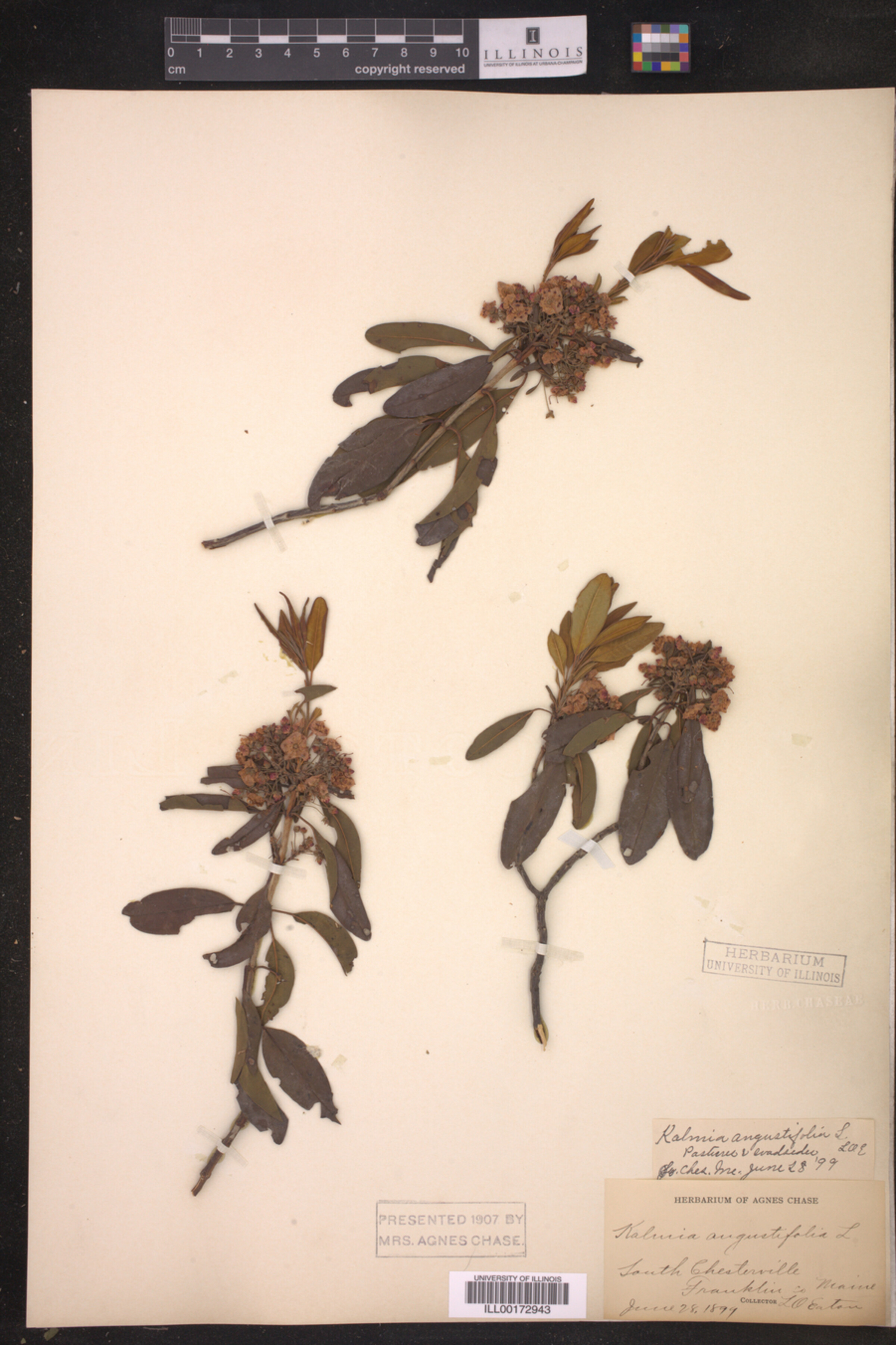 Kalmia angustifolia image
