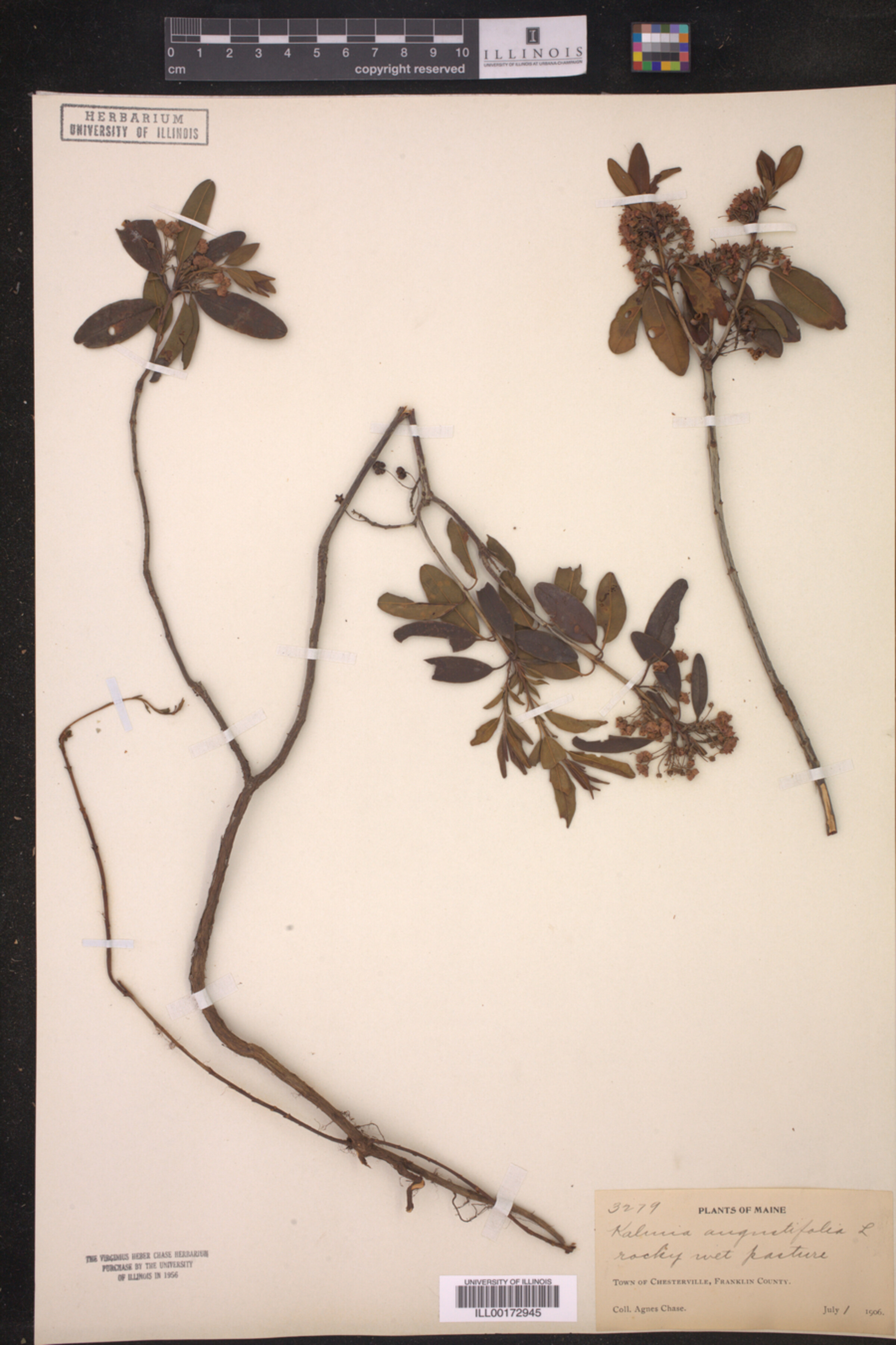 Kalmia angustifolia image