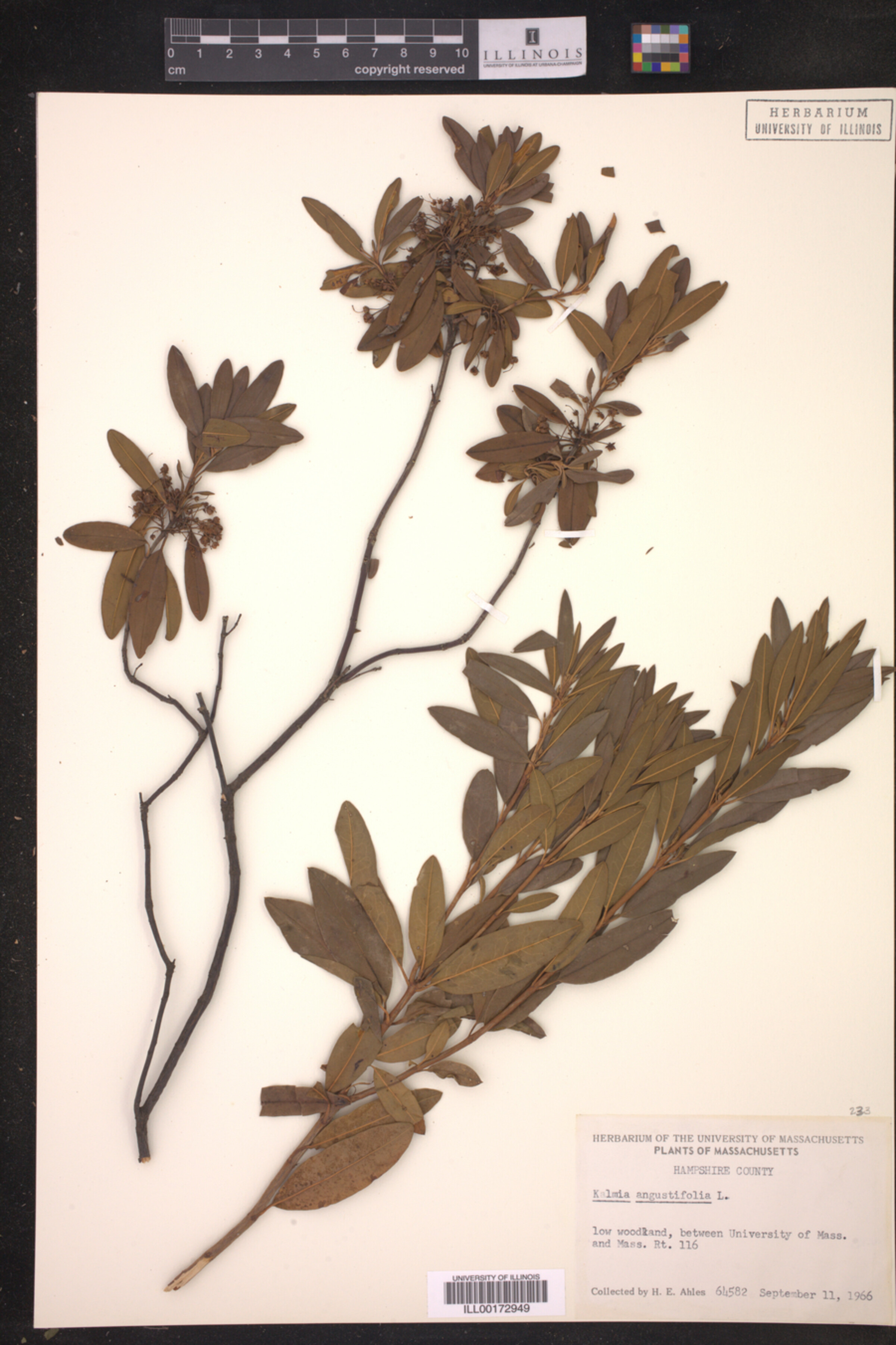 Kalmia angustifolia image