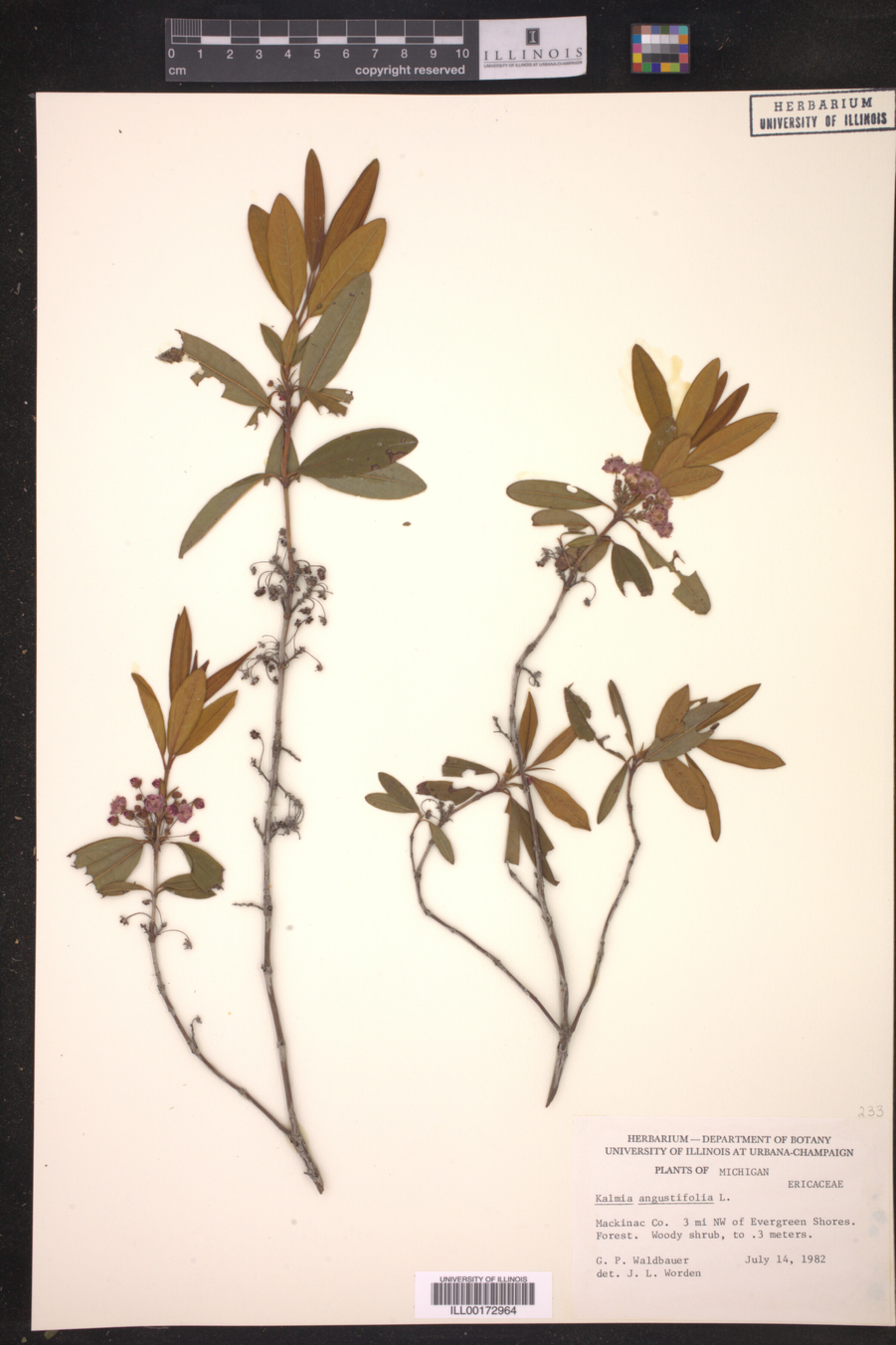 Kalmia angustifolia image