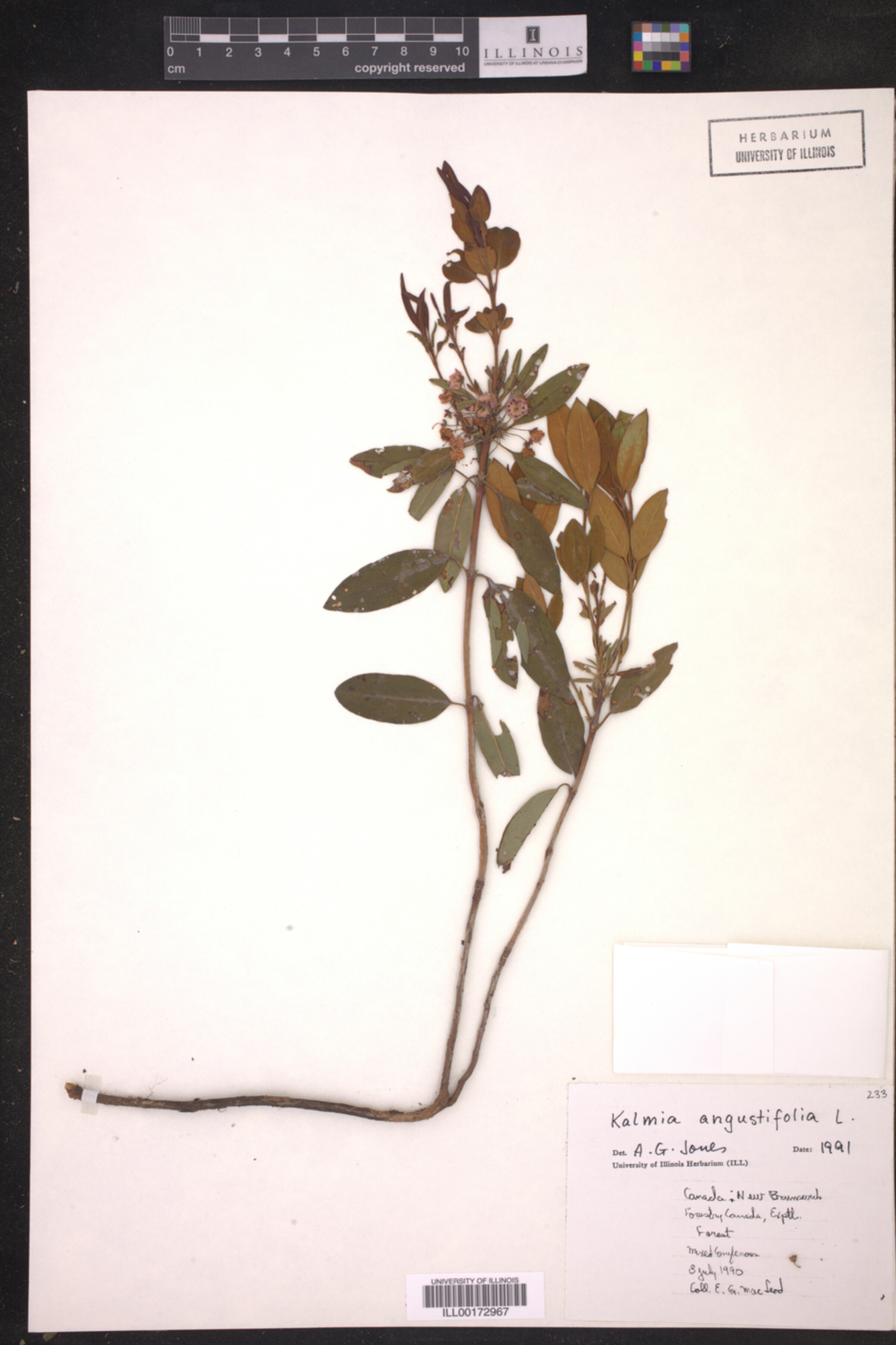 Kalmia image