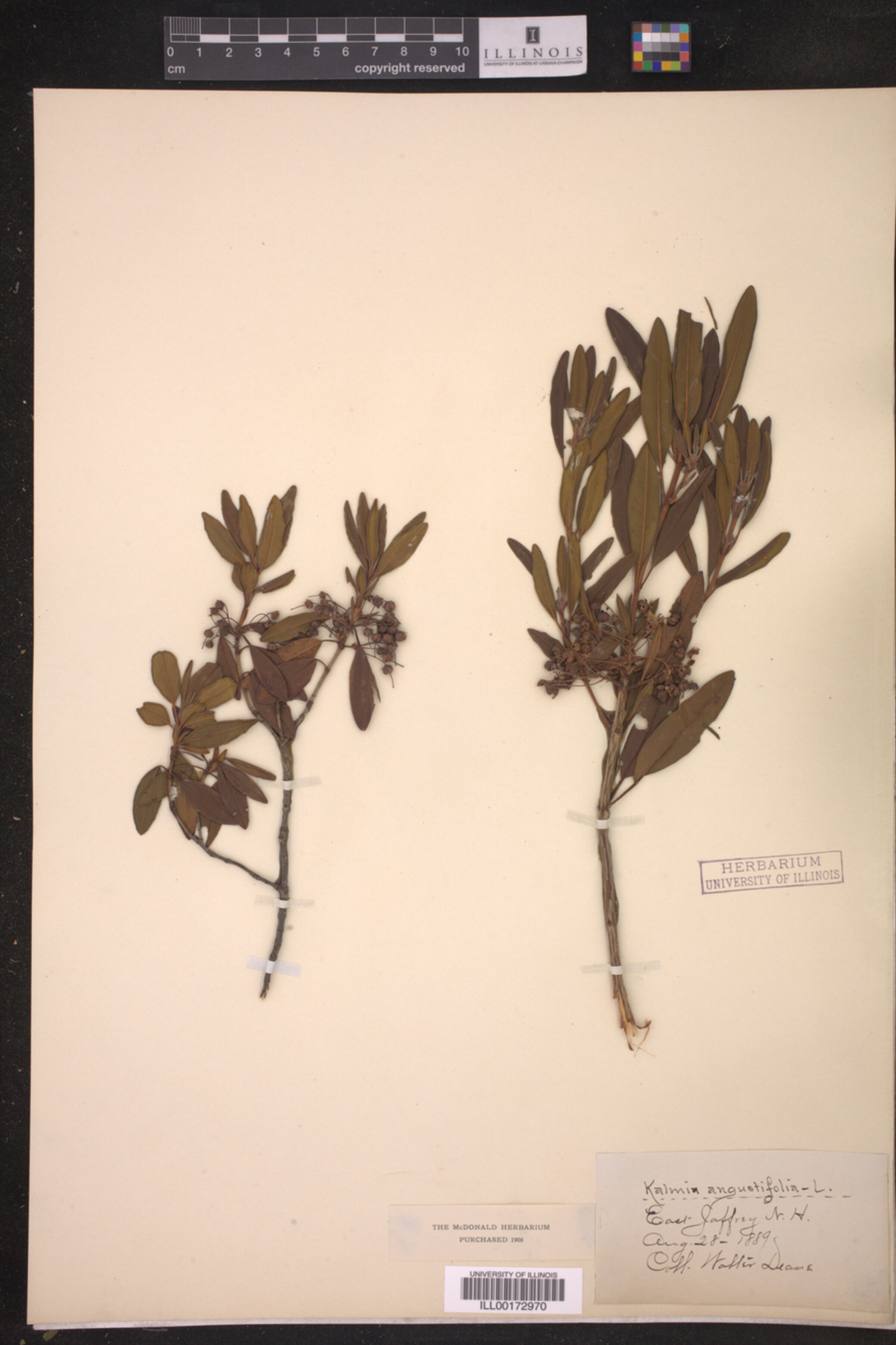 Kalmia angustifolia image