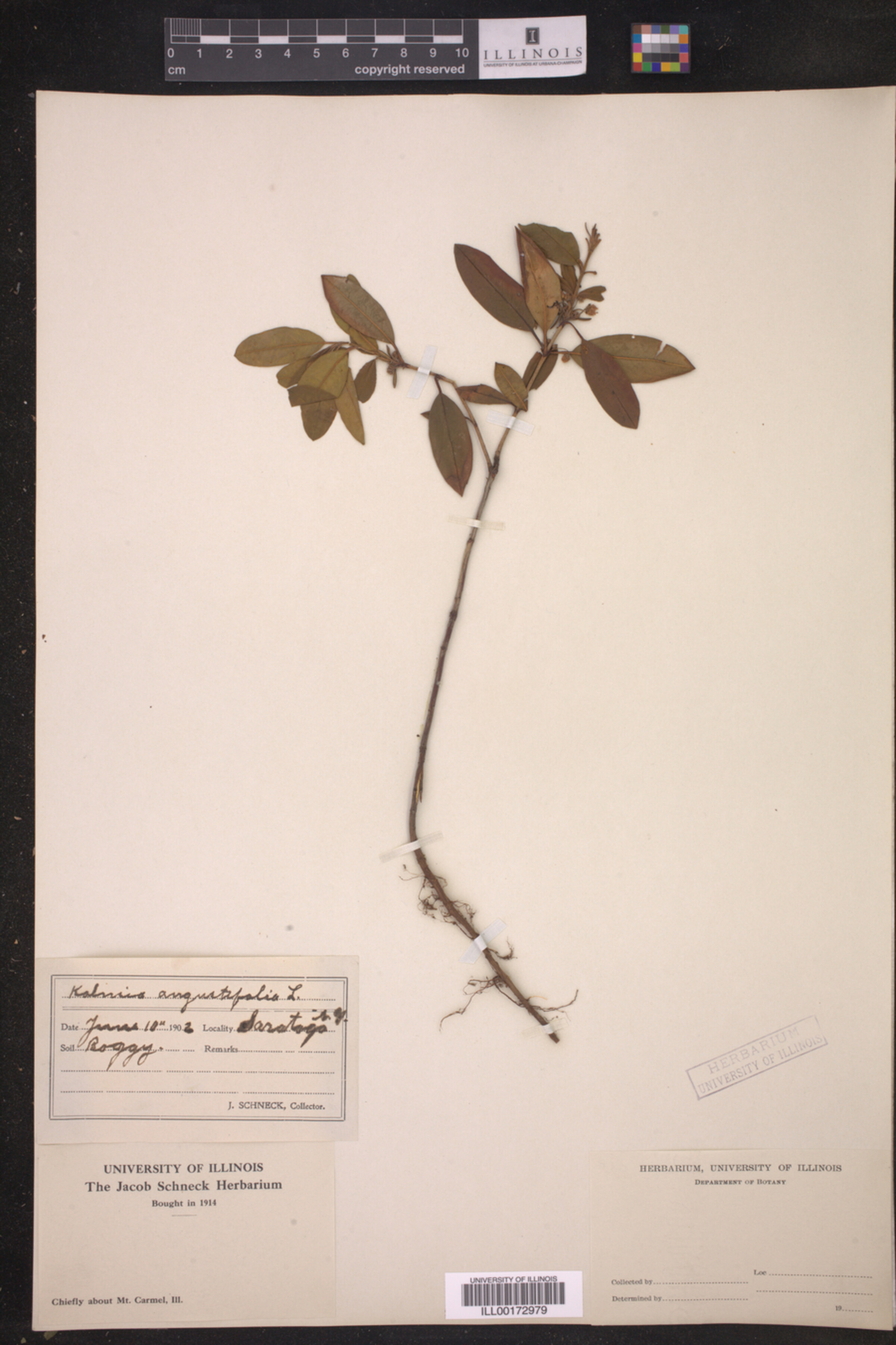 Kalmia angustifolia image