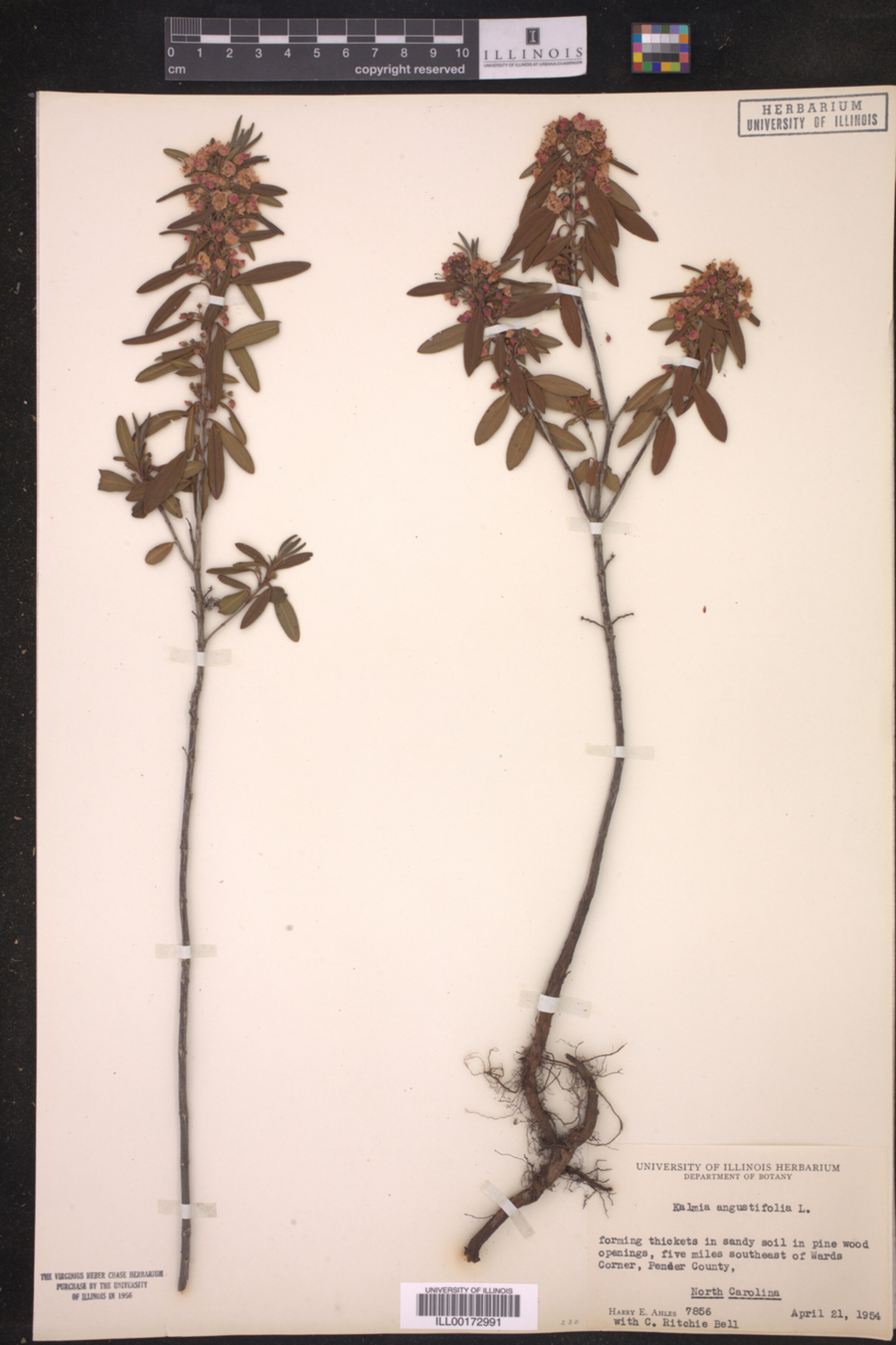 Kalmia angustifolia image