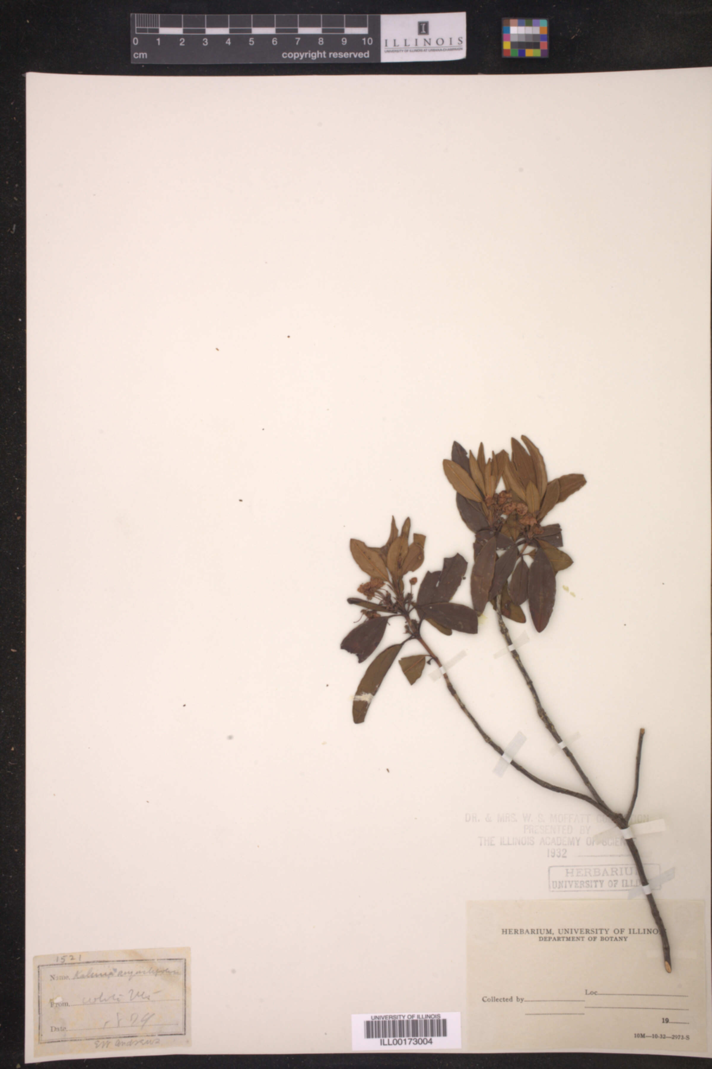 Kalmia angustifolia image