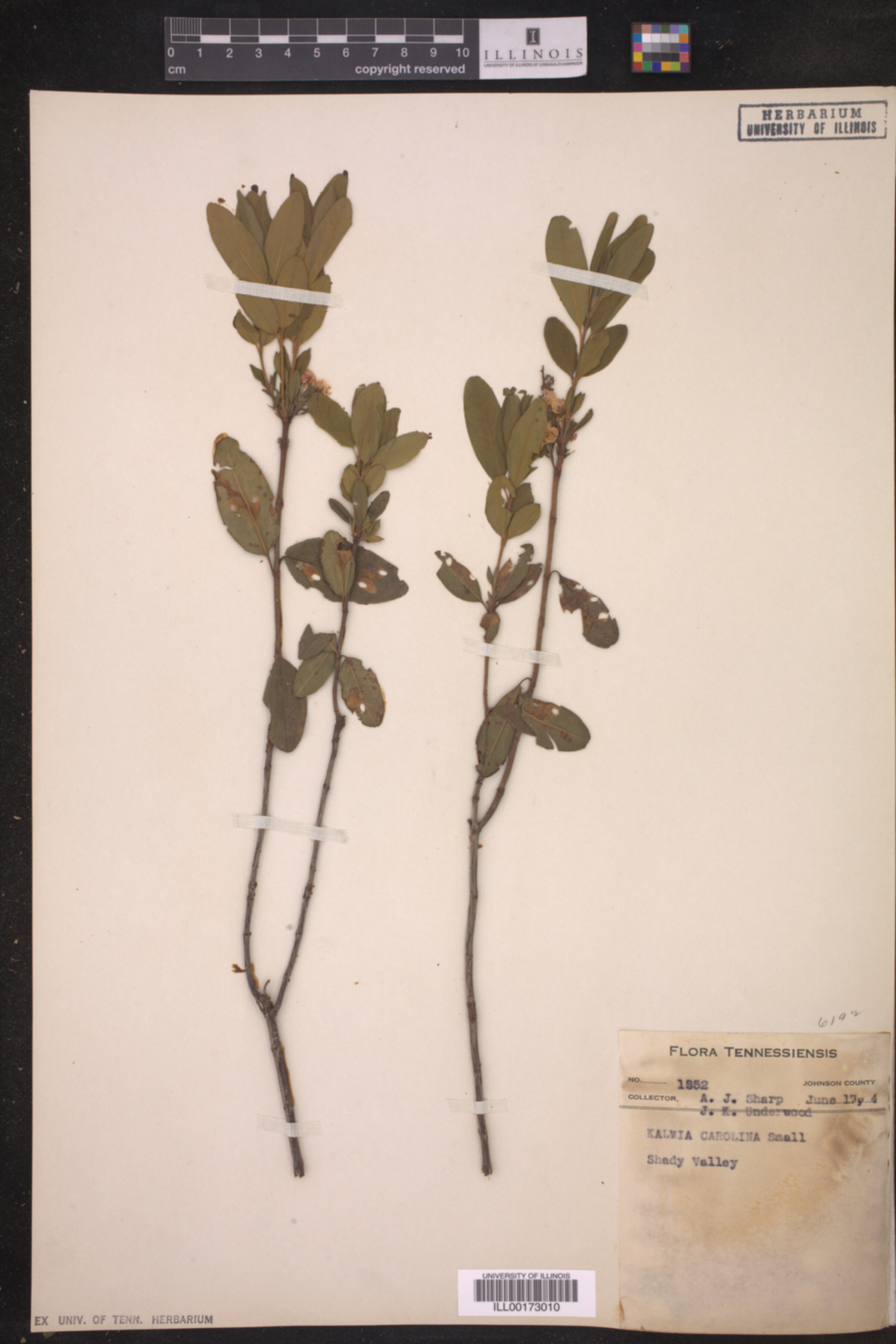 Kalmia carolina image