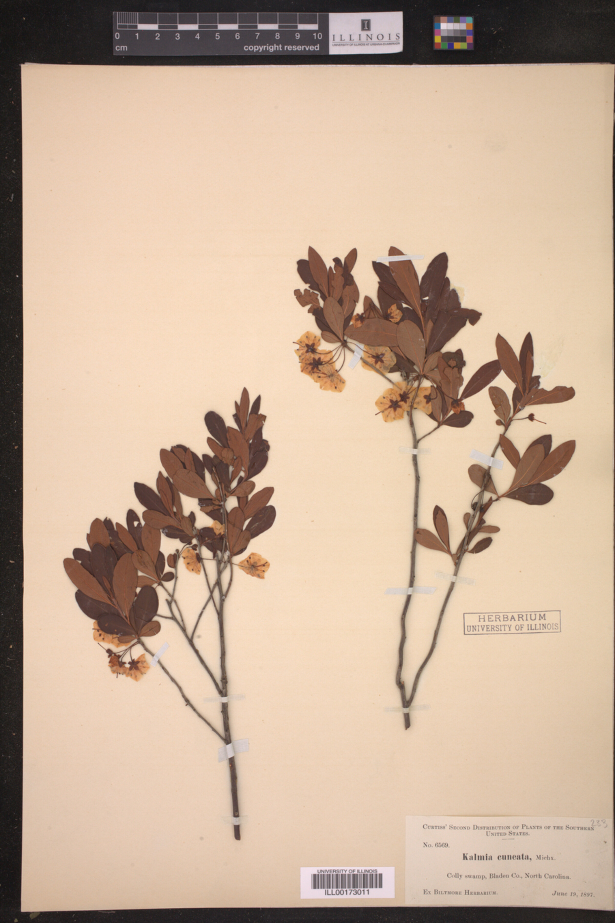 Kalmia cuneata image