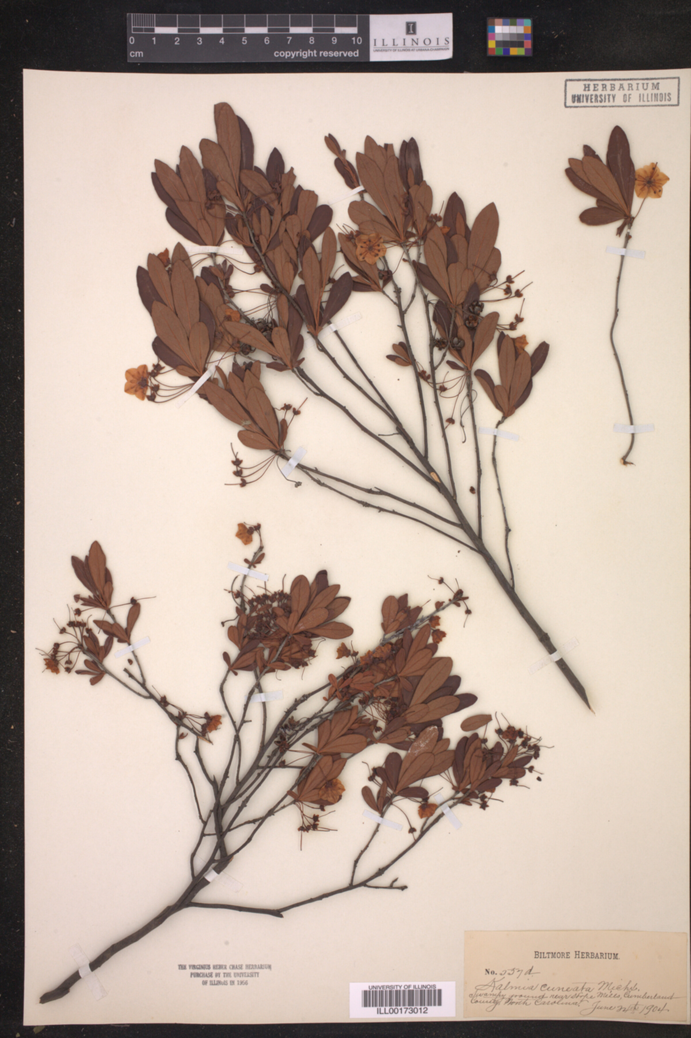 Kalmia cuneata image