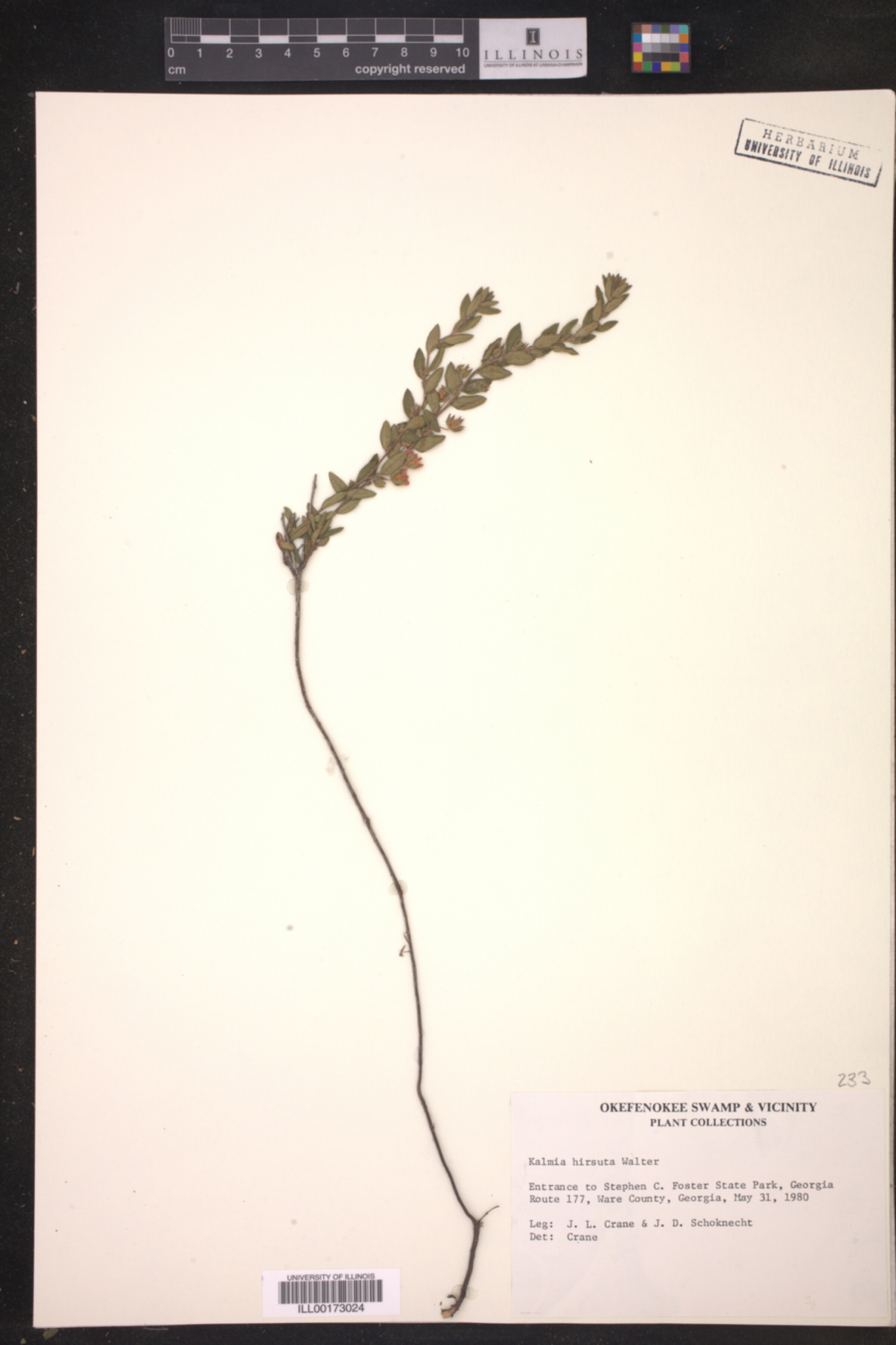 Kalmia hirsuta image