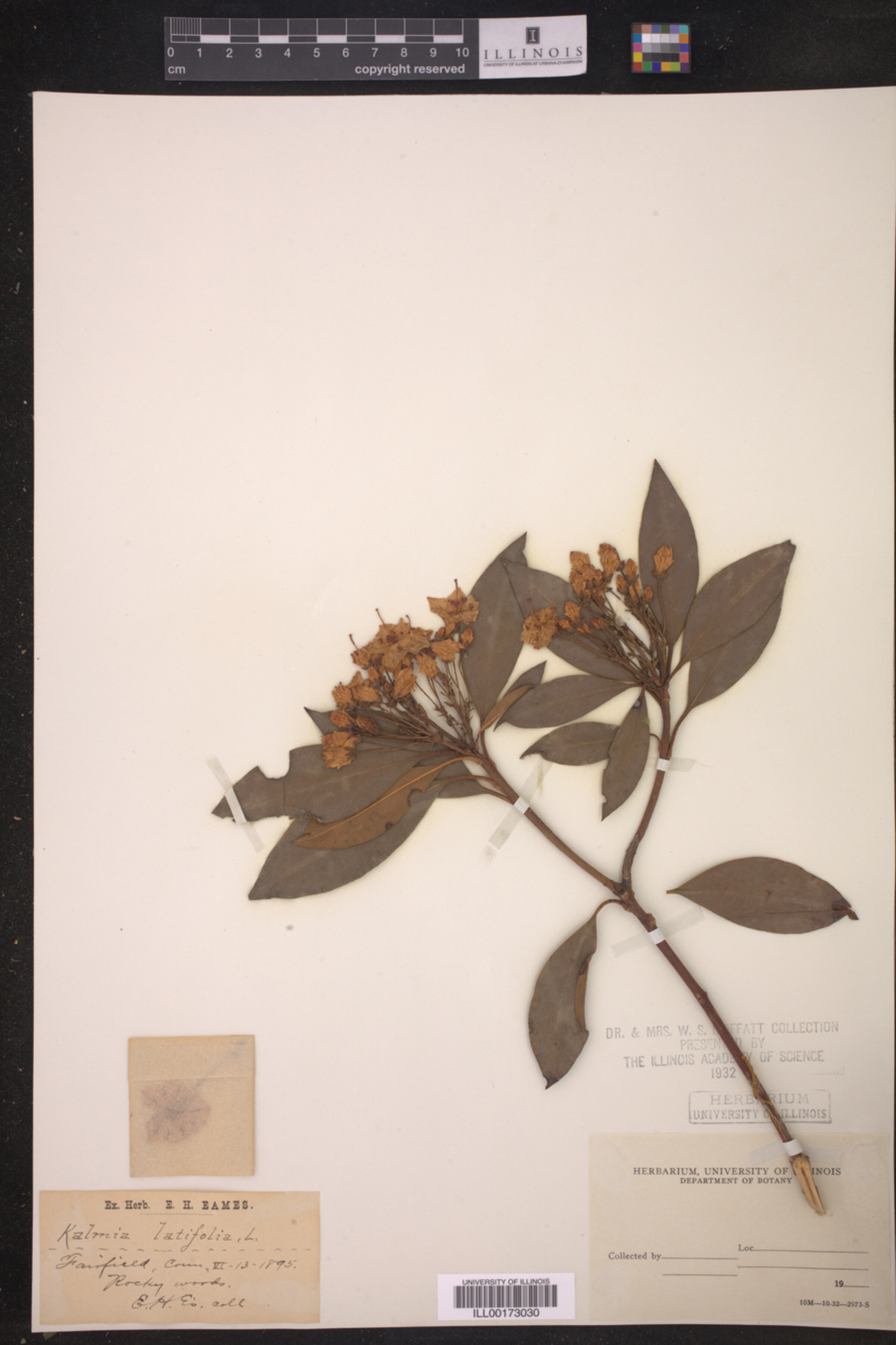 Kalmia latifolia image