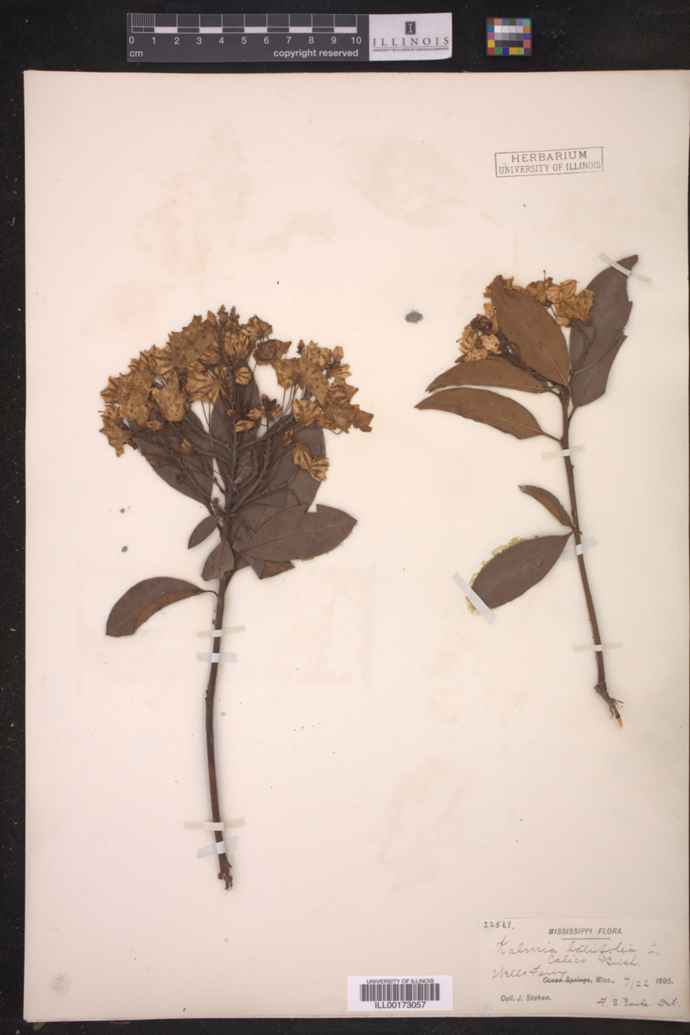 Ericaceae image