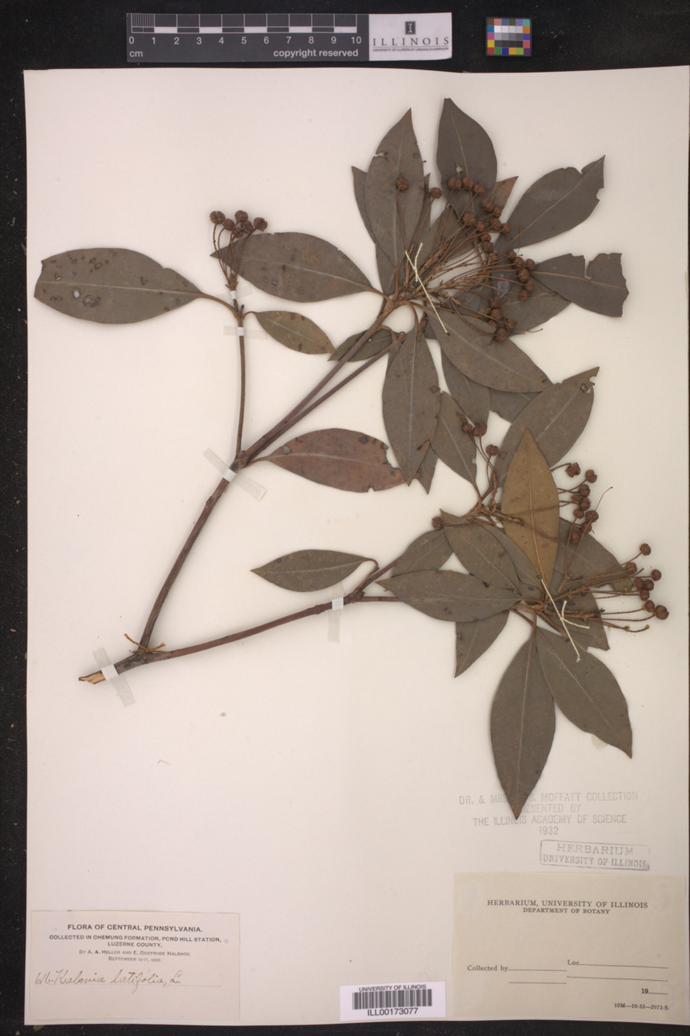 Kalmia latifolia image