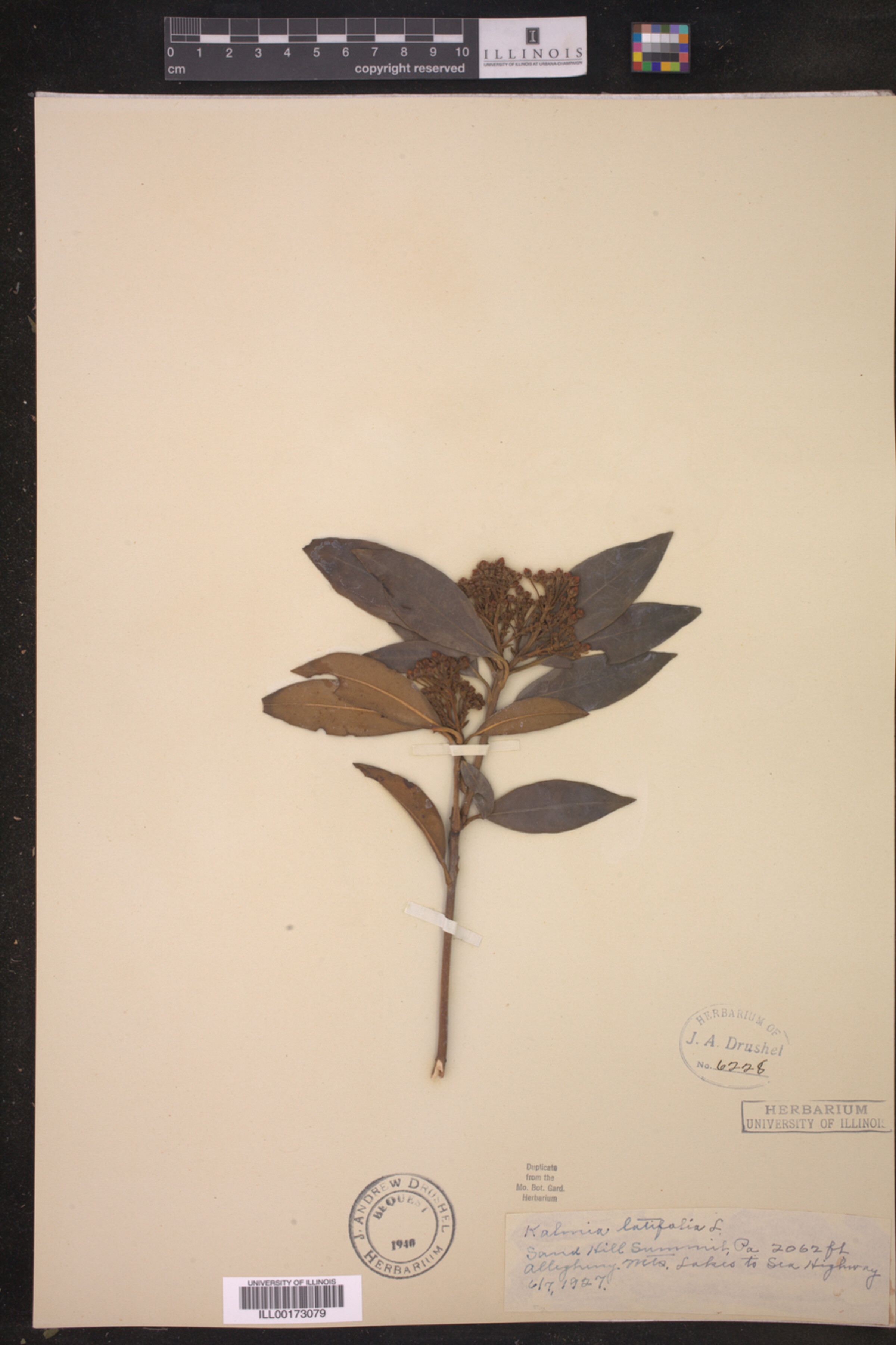 Kalmia latifolia image
