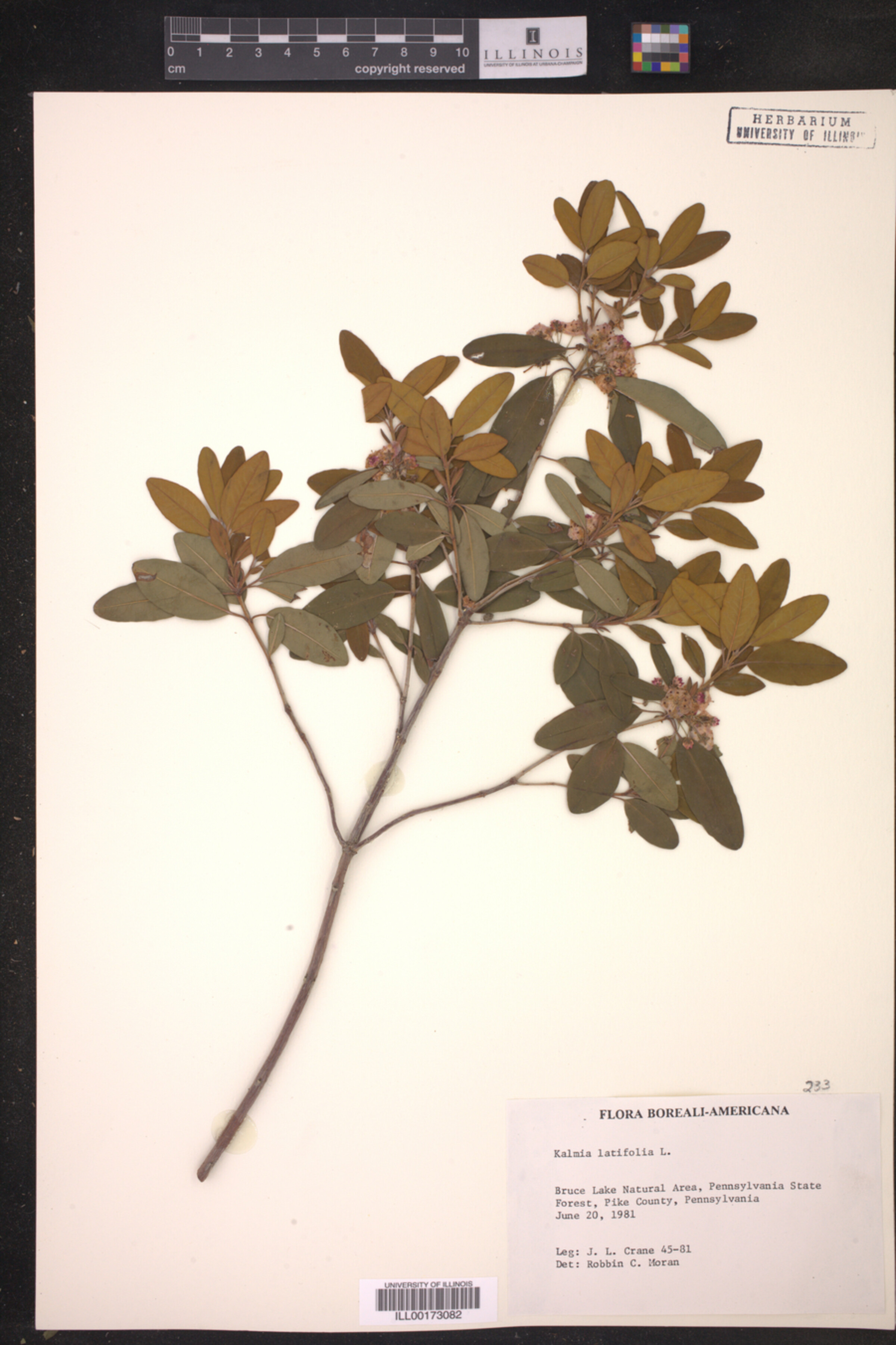 Kalmia latifolia image