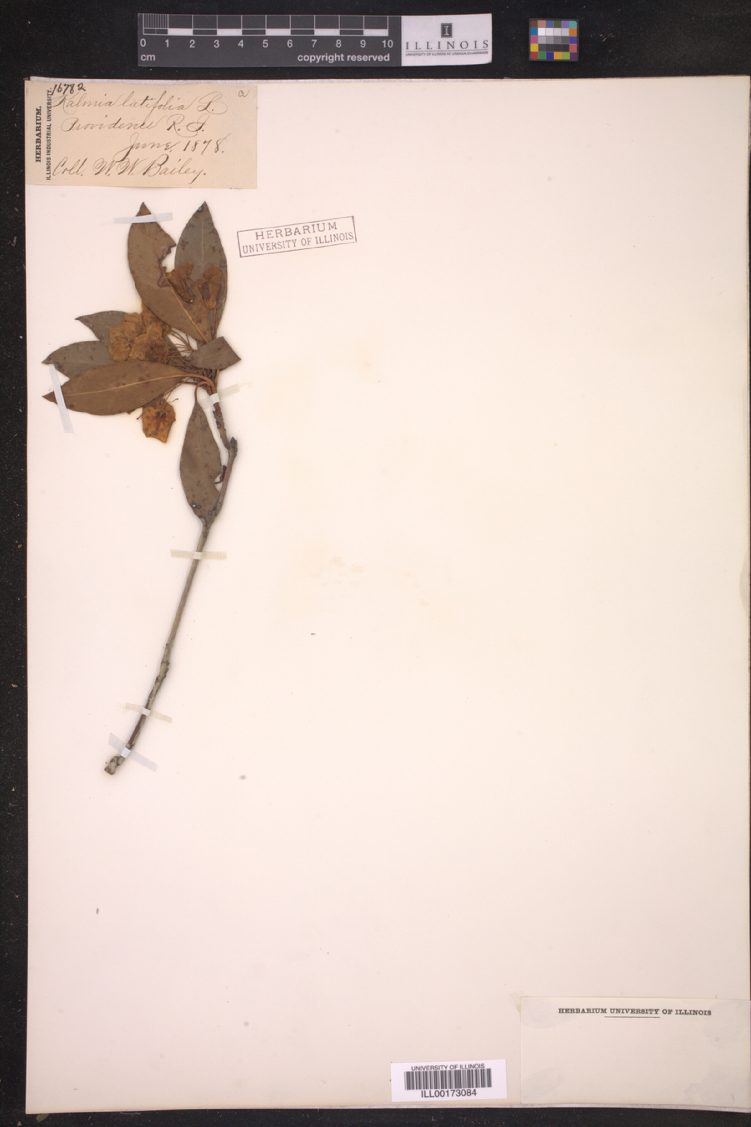Kalmia latifolia image