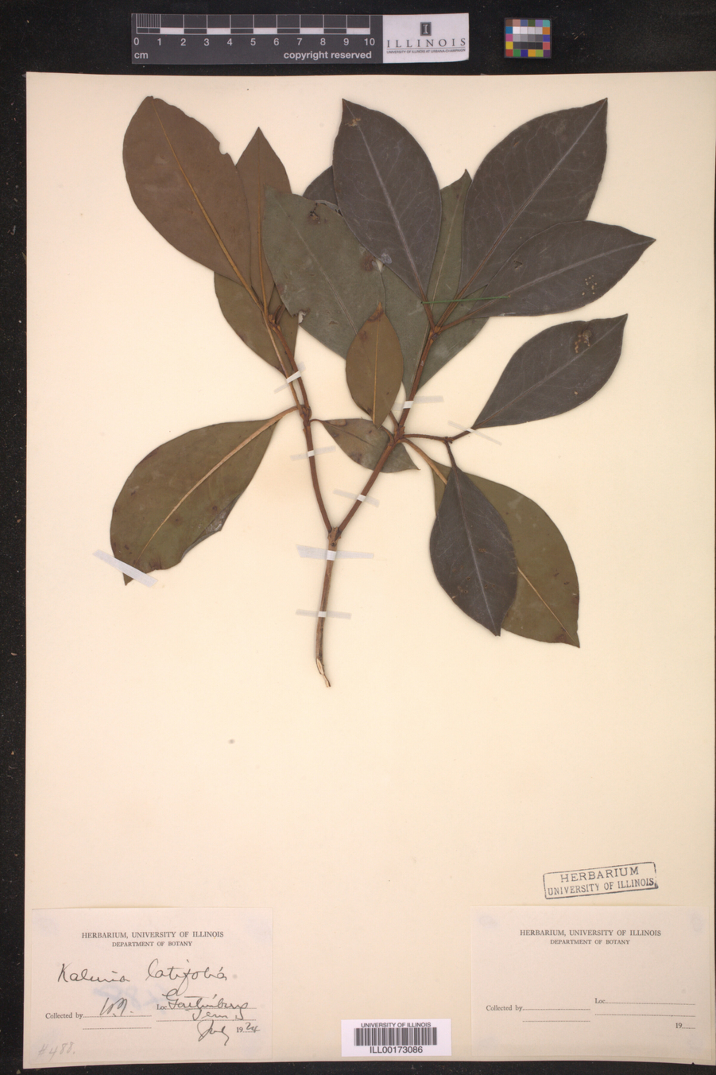 Kalmia latifolia image