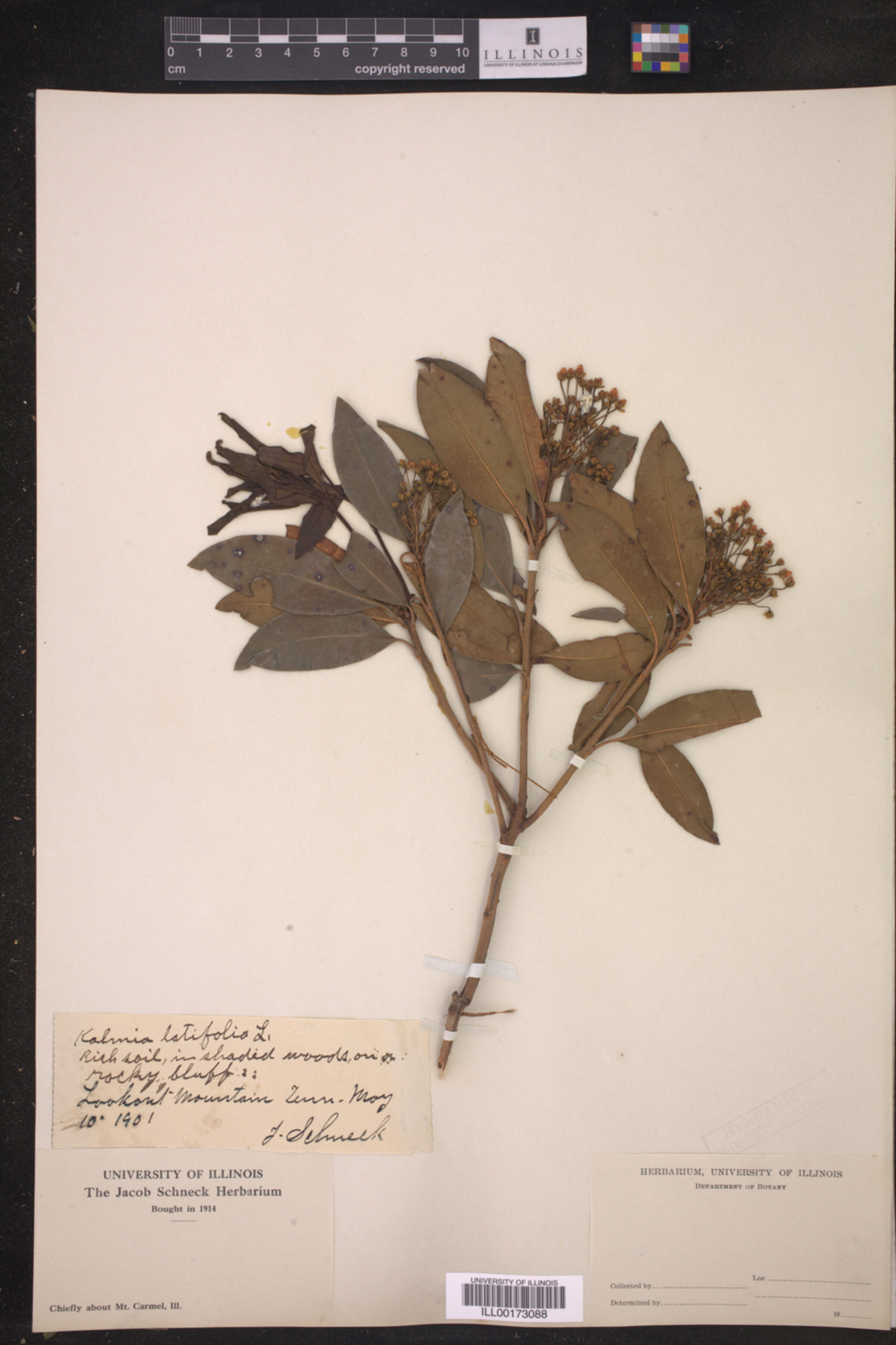 Kalmia latifolia image