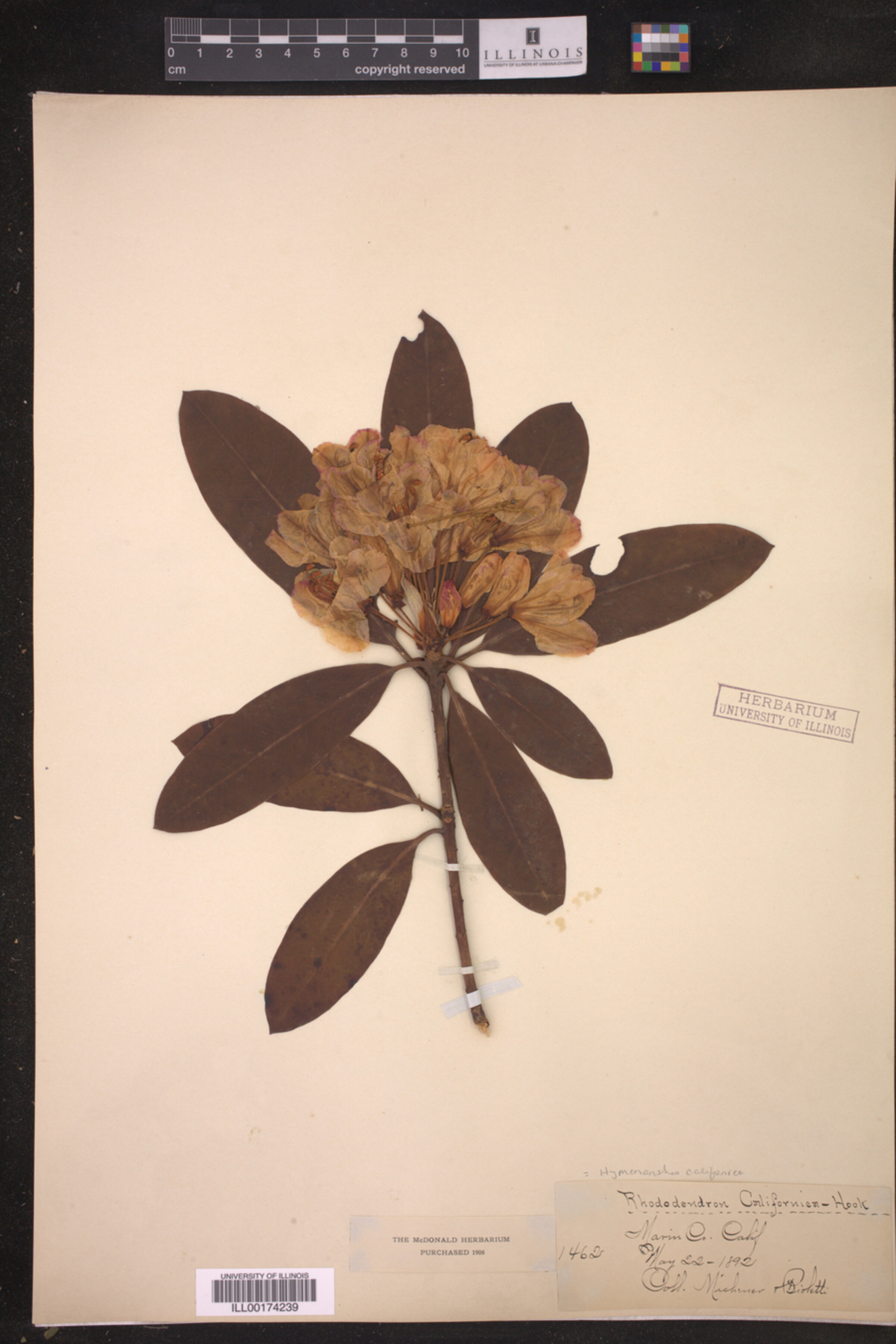 Hymenanthes californica image