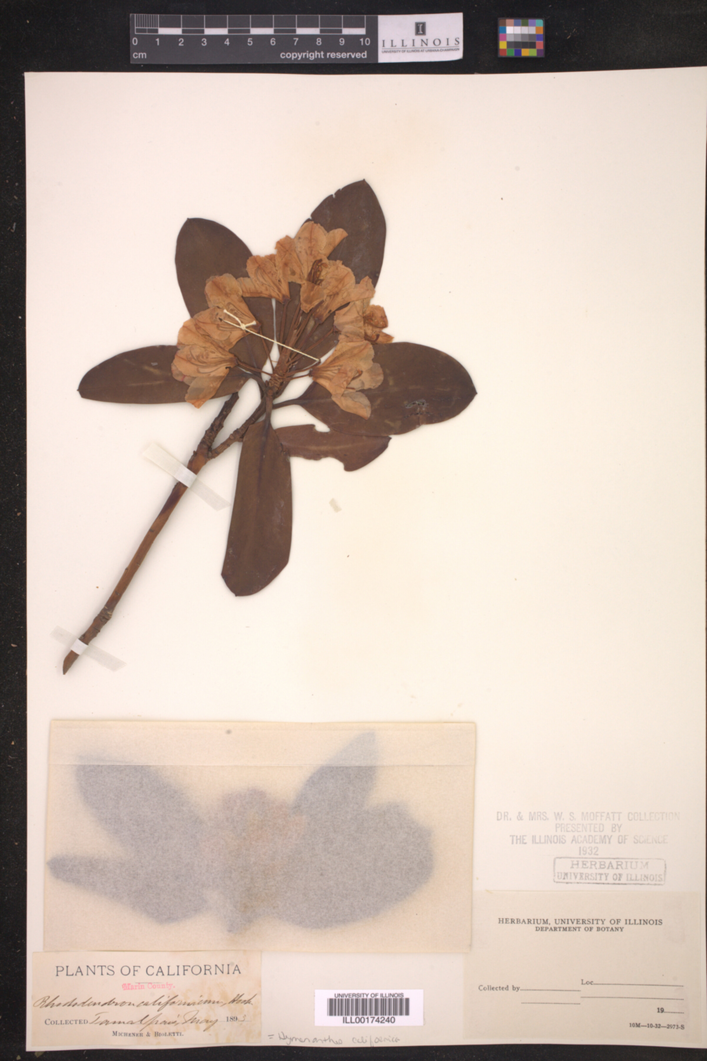 Hymenanthes californica image