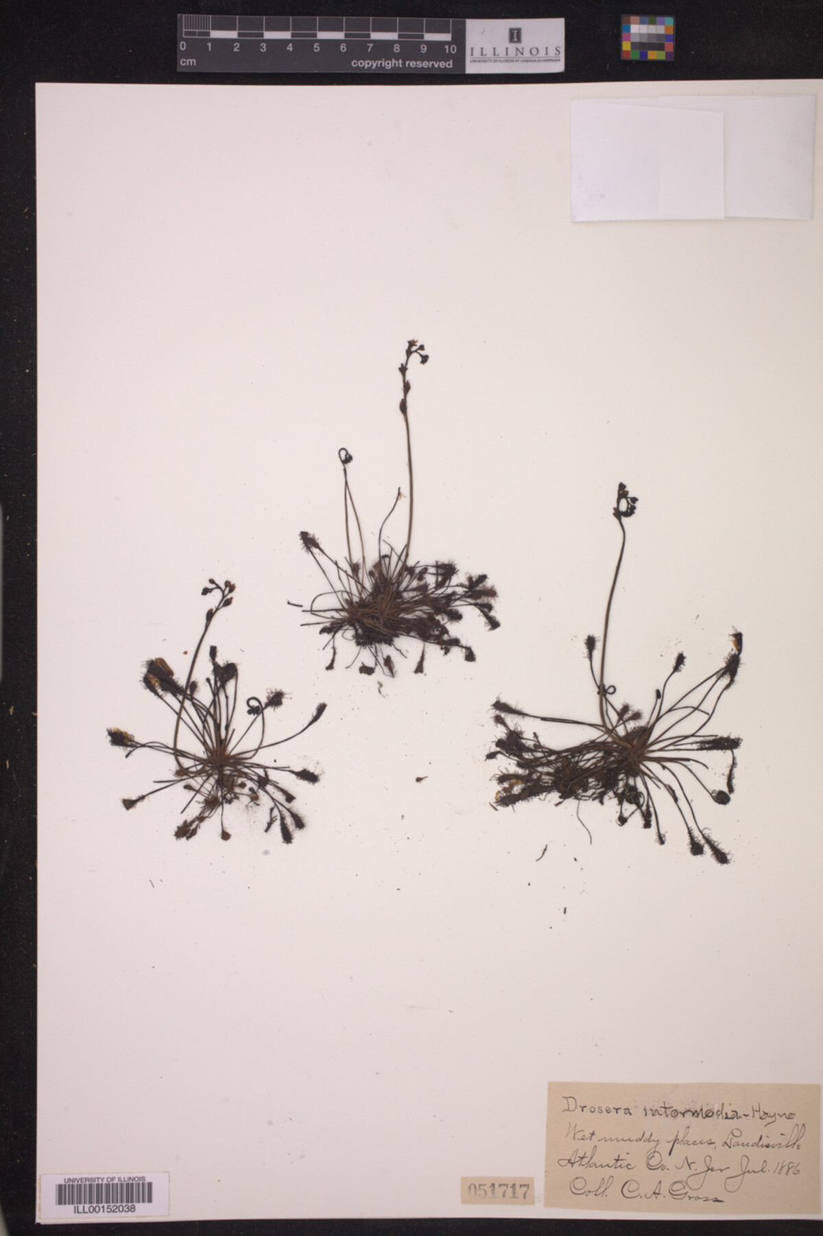 Drosera intermedia image