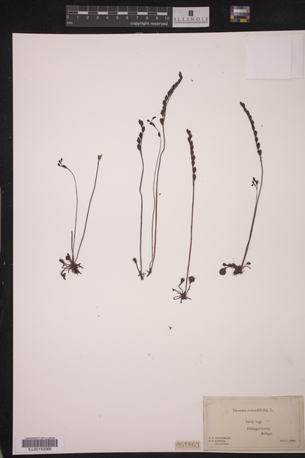 Droseraceae image