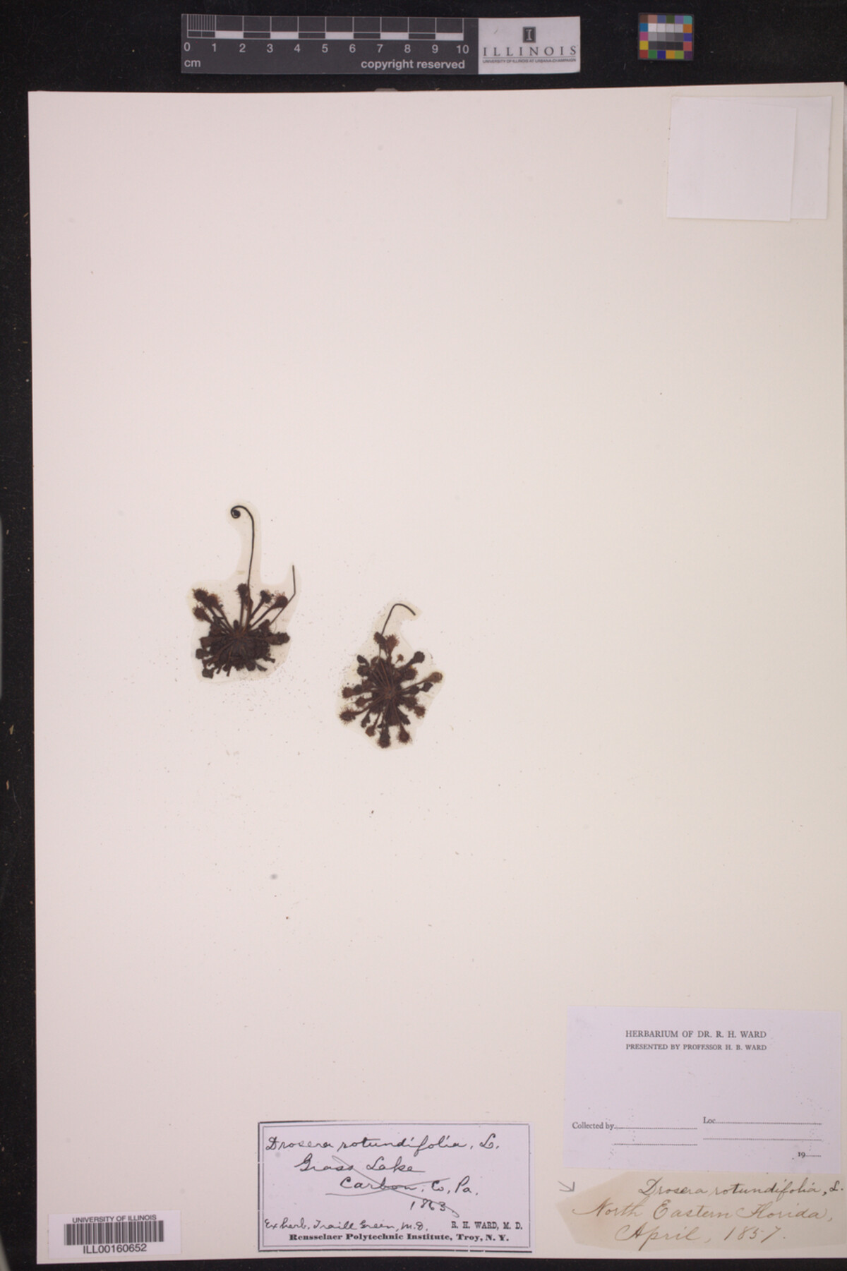 Drosera rotundifolia image