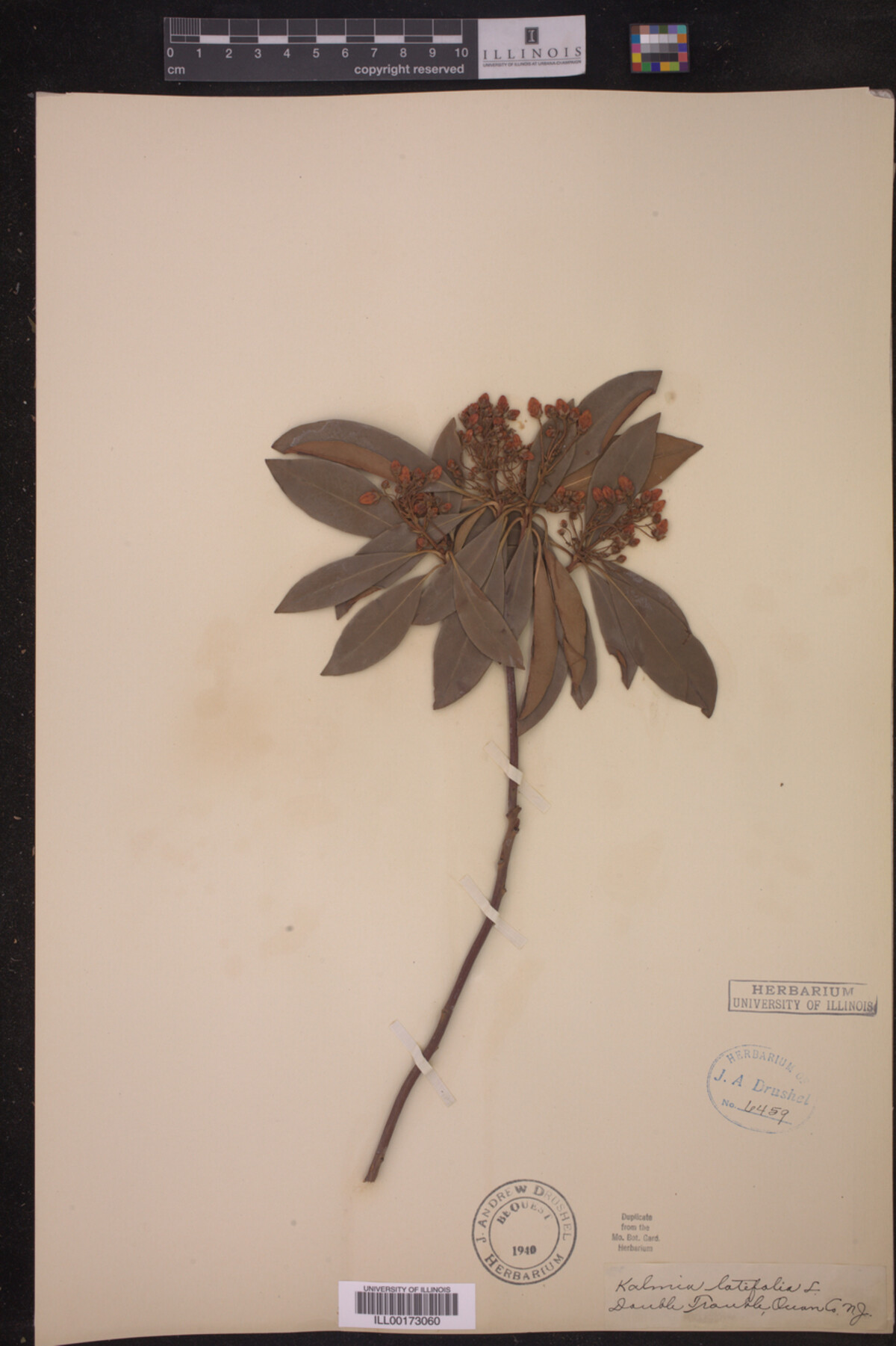 Kalmia latifolia image