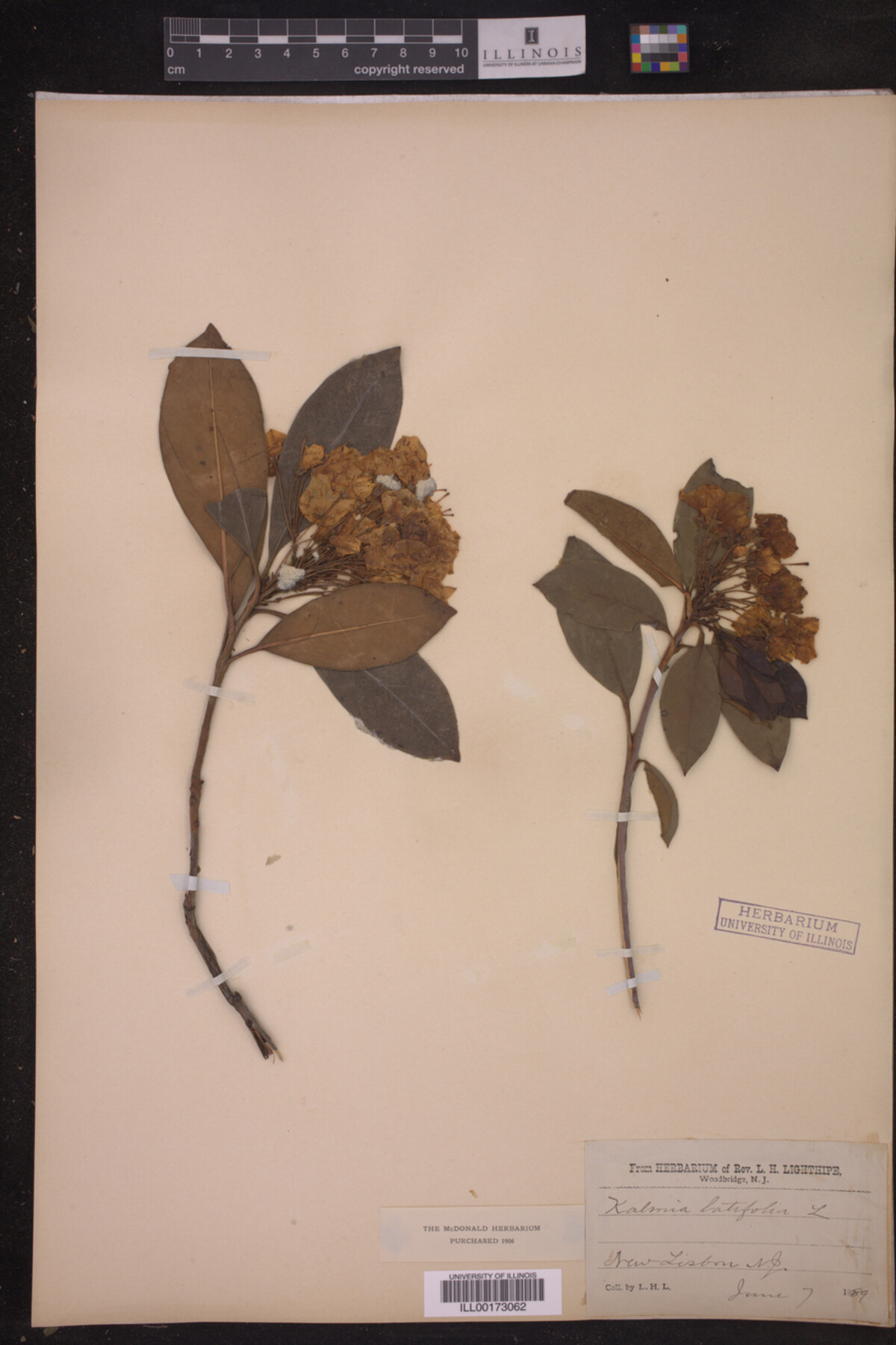Kalmia latifolia image