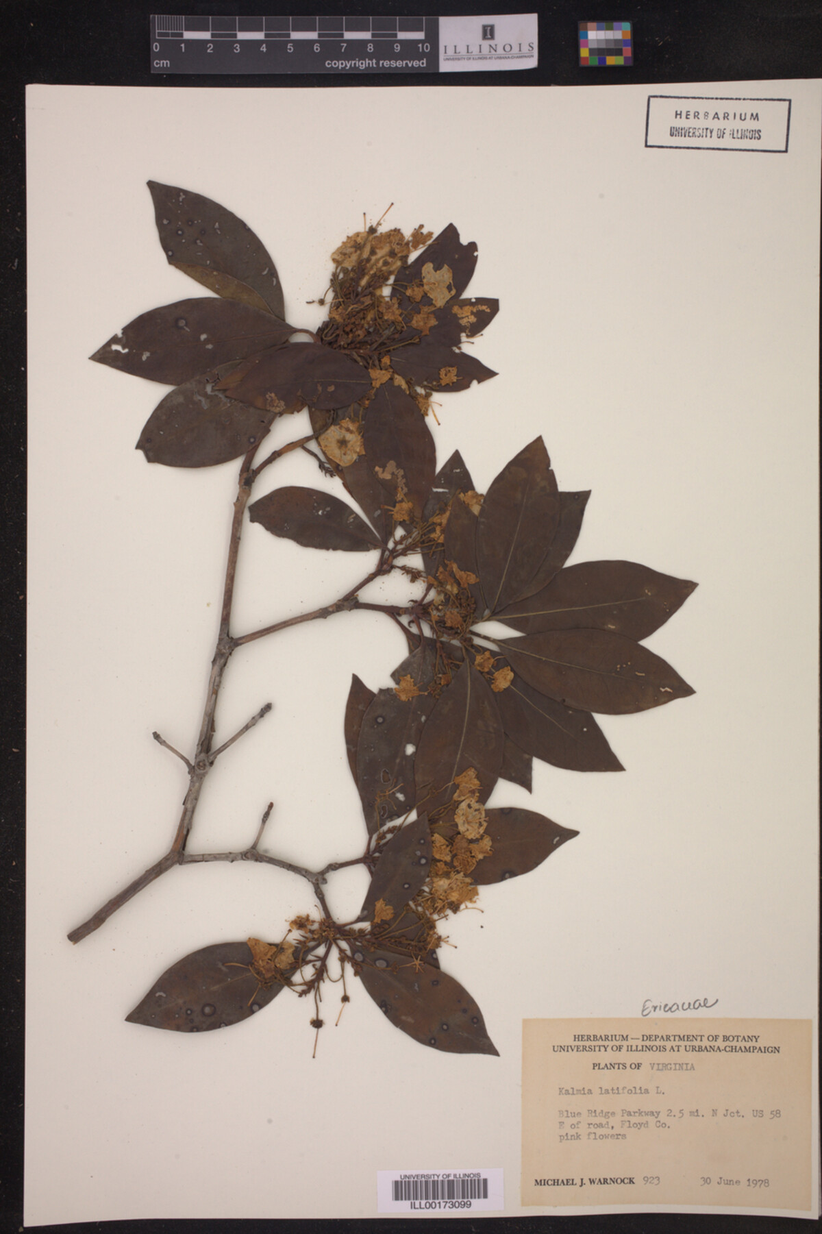 Kalmia latifolia image