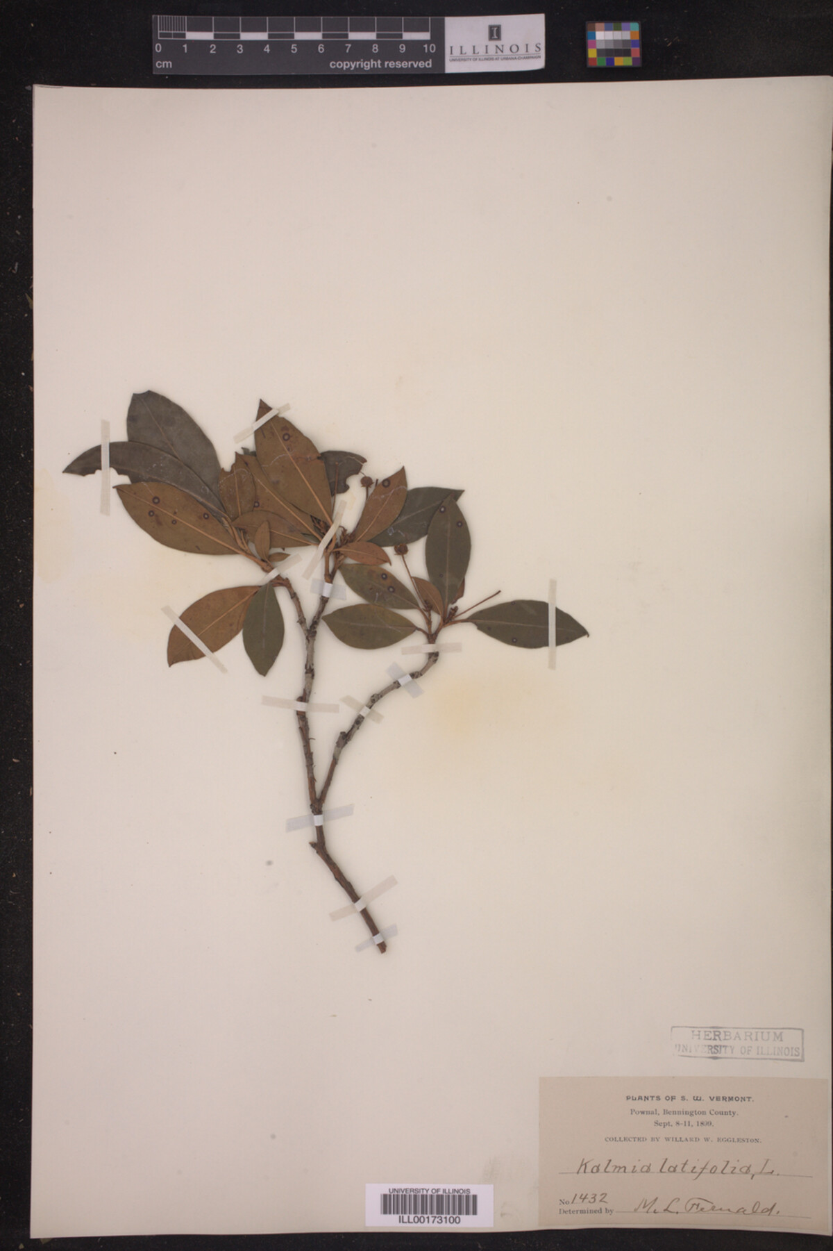 Kalmia latifolia image