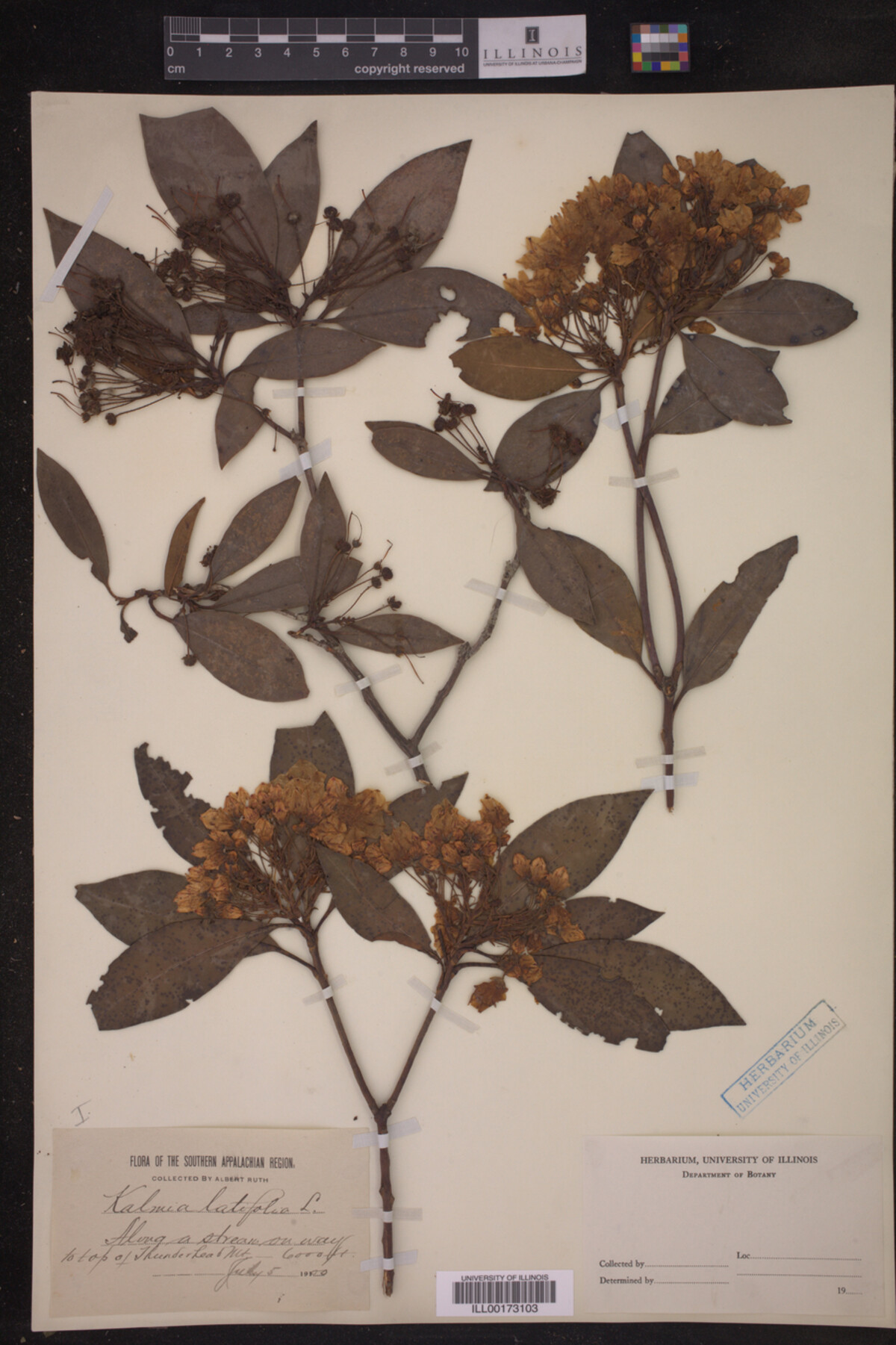 Kalmia latifolia image
