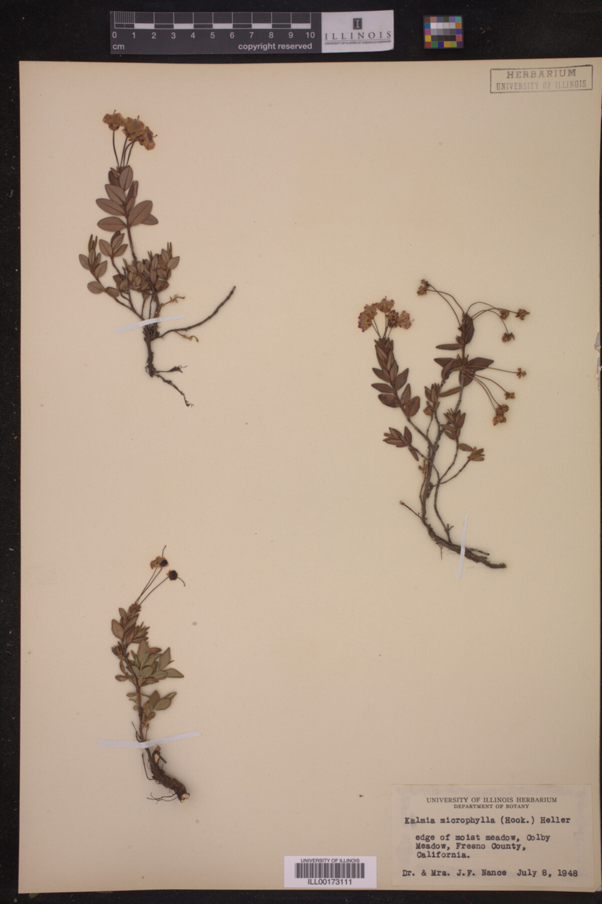 Kalmia microphylla image