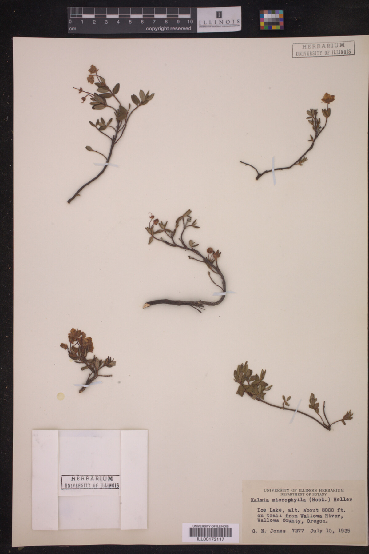 Kalmia microphylla image