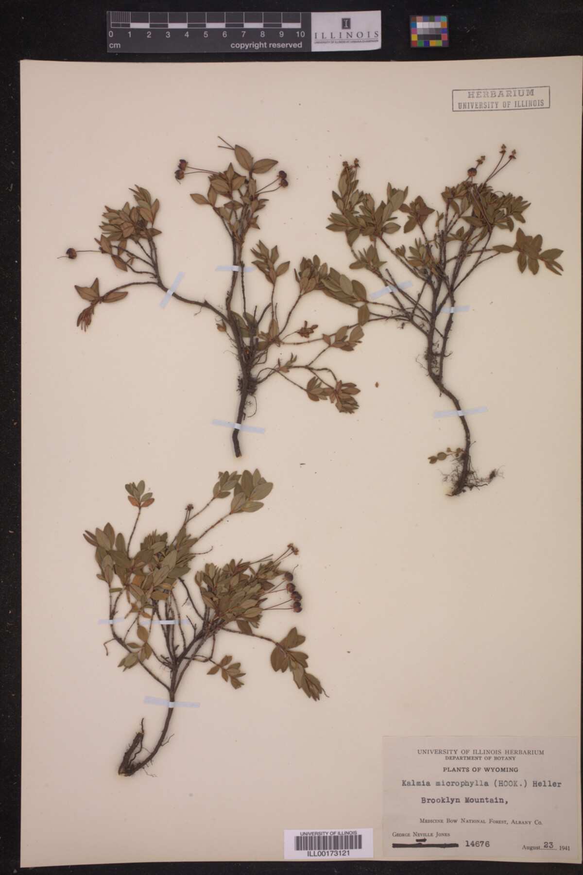 Kalmia microphylla image