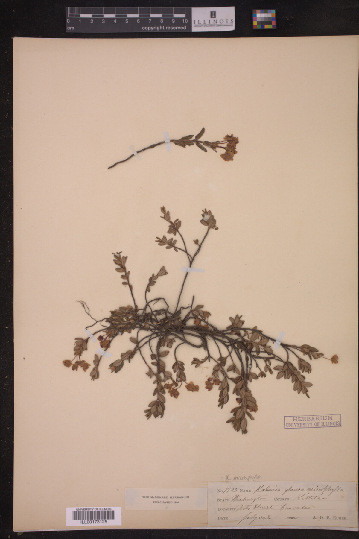 Kalmia microphylla image