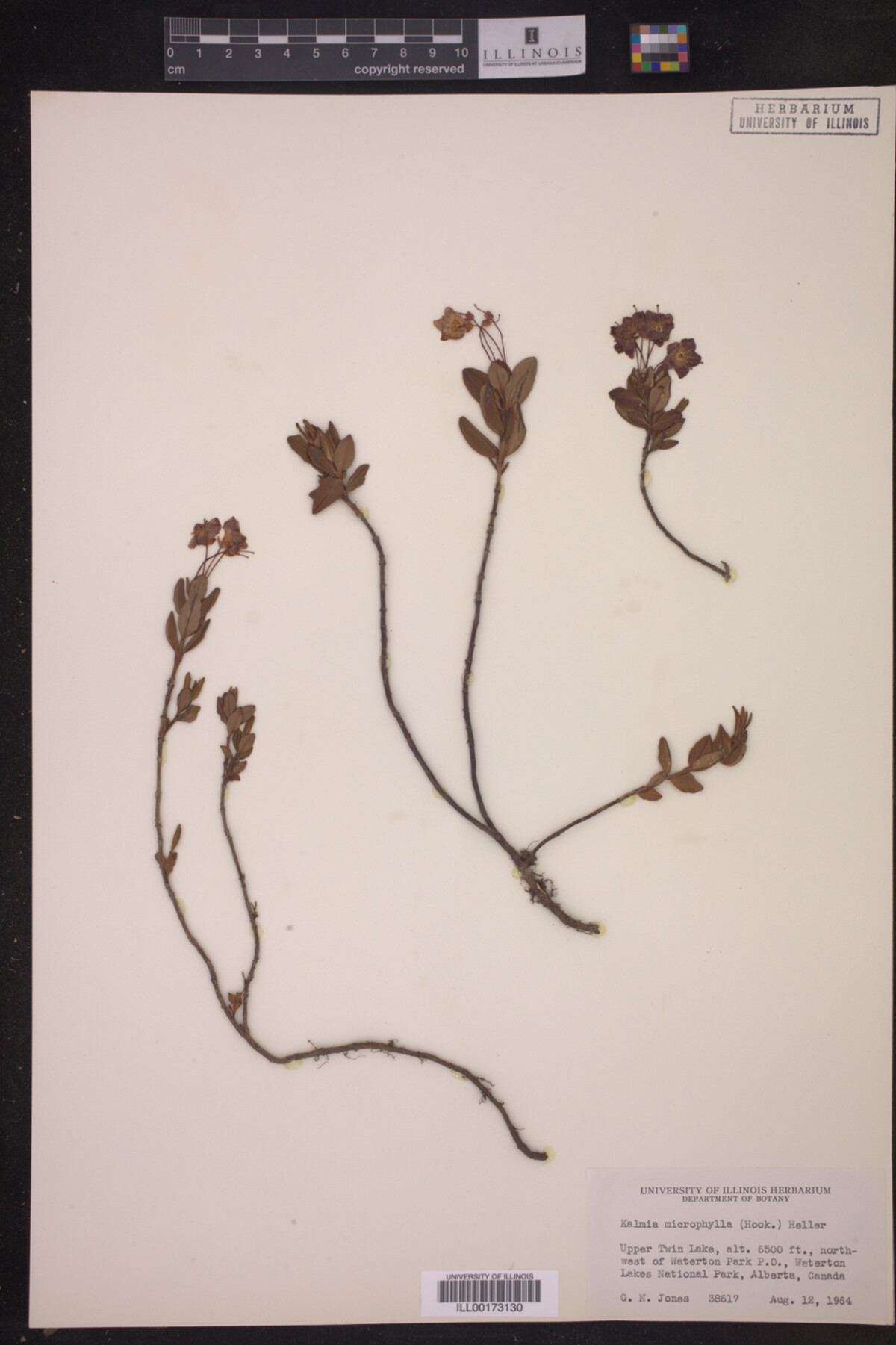 Kalmia microphylla image