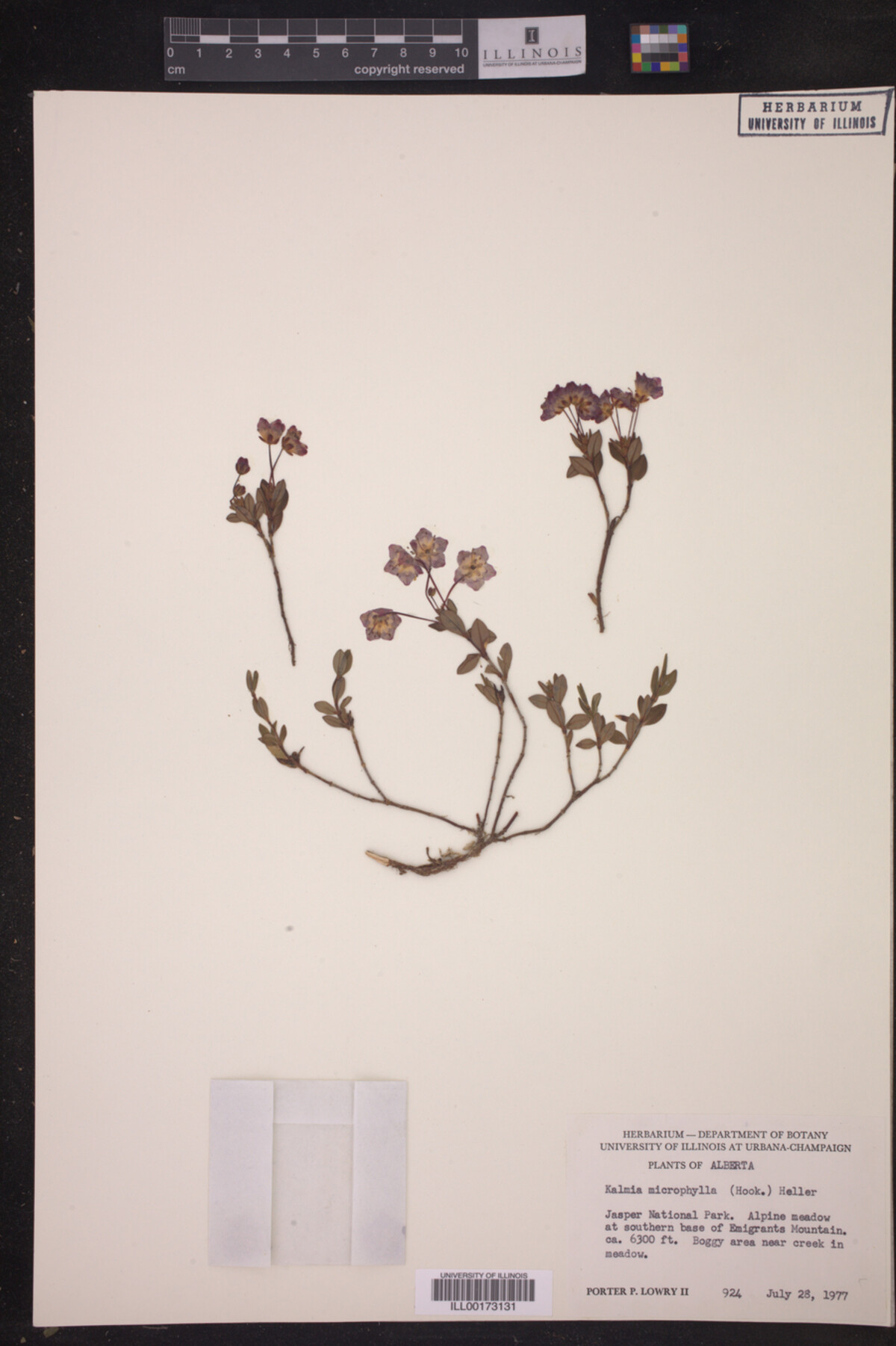 Kalmia image