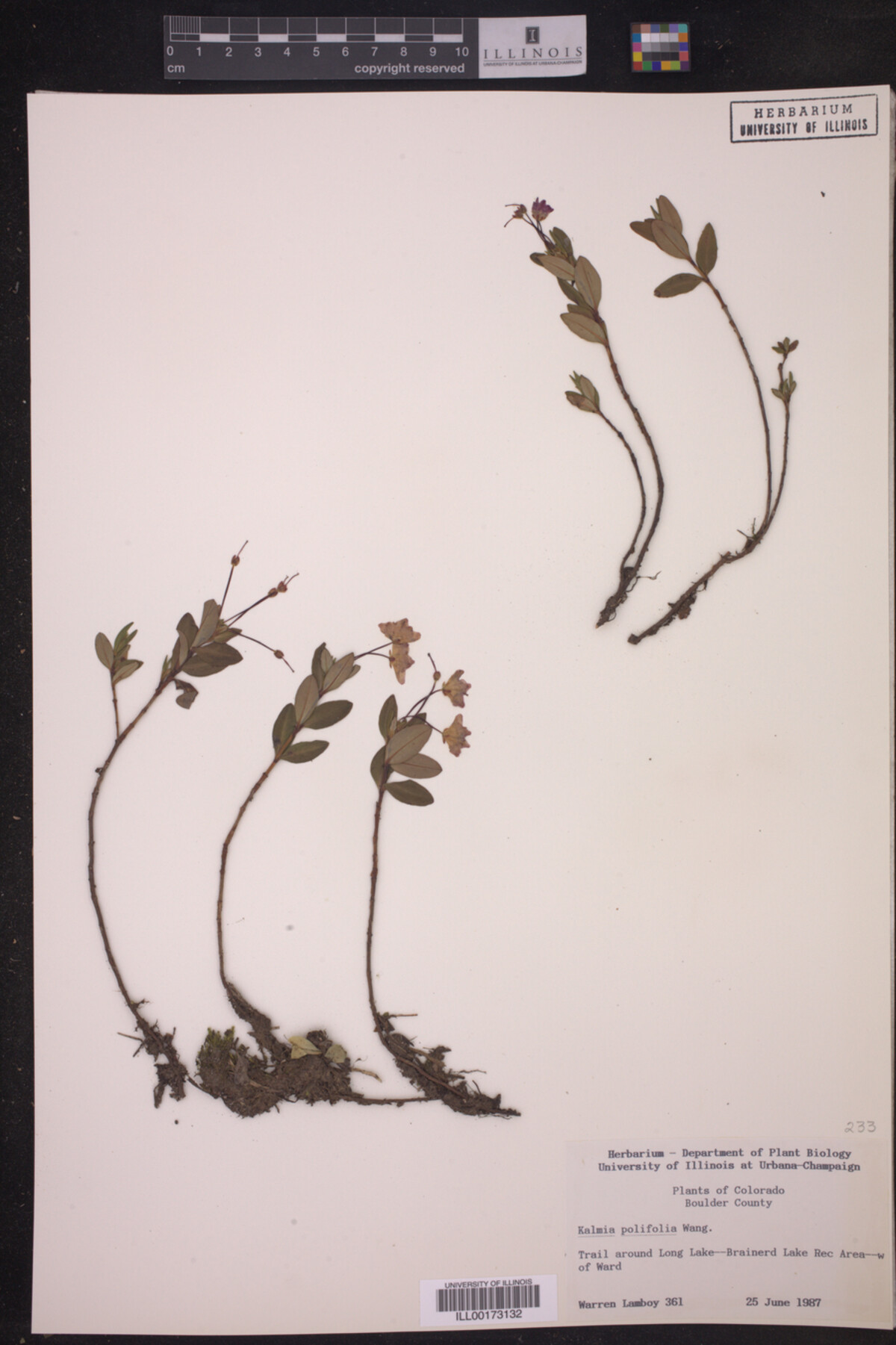 Kalmia polifolia image